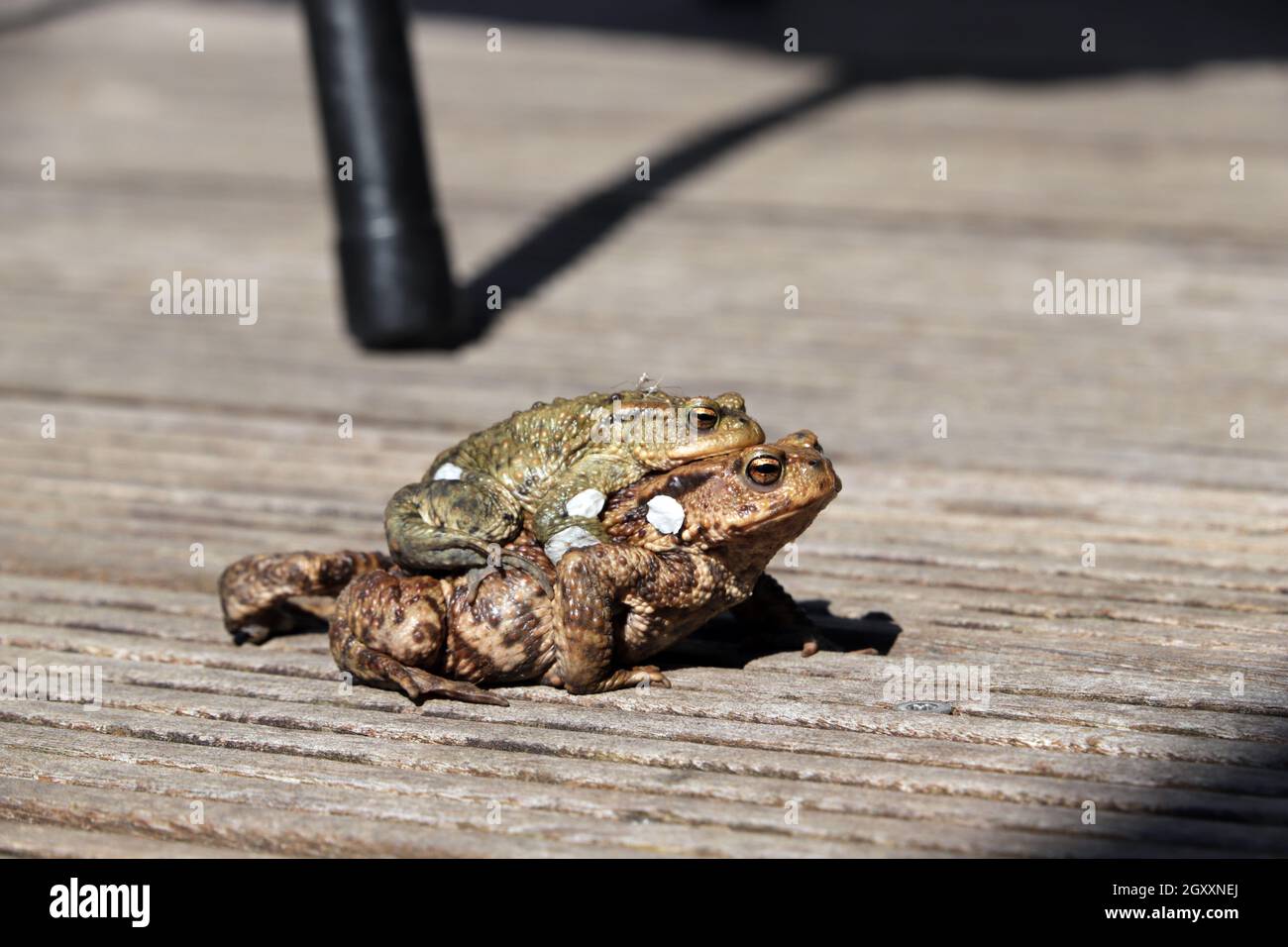 zwei Erdkröten (Bufo bufo) bei der Paarung, das kleinere Männchen sitz auf dem Rücken des Weibchens Stock Photo