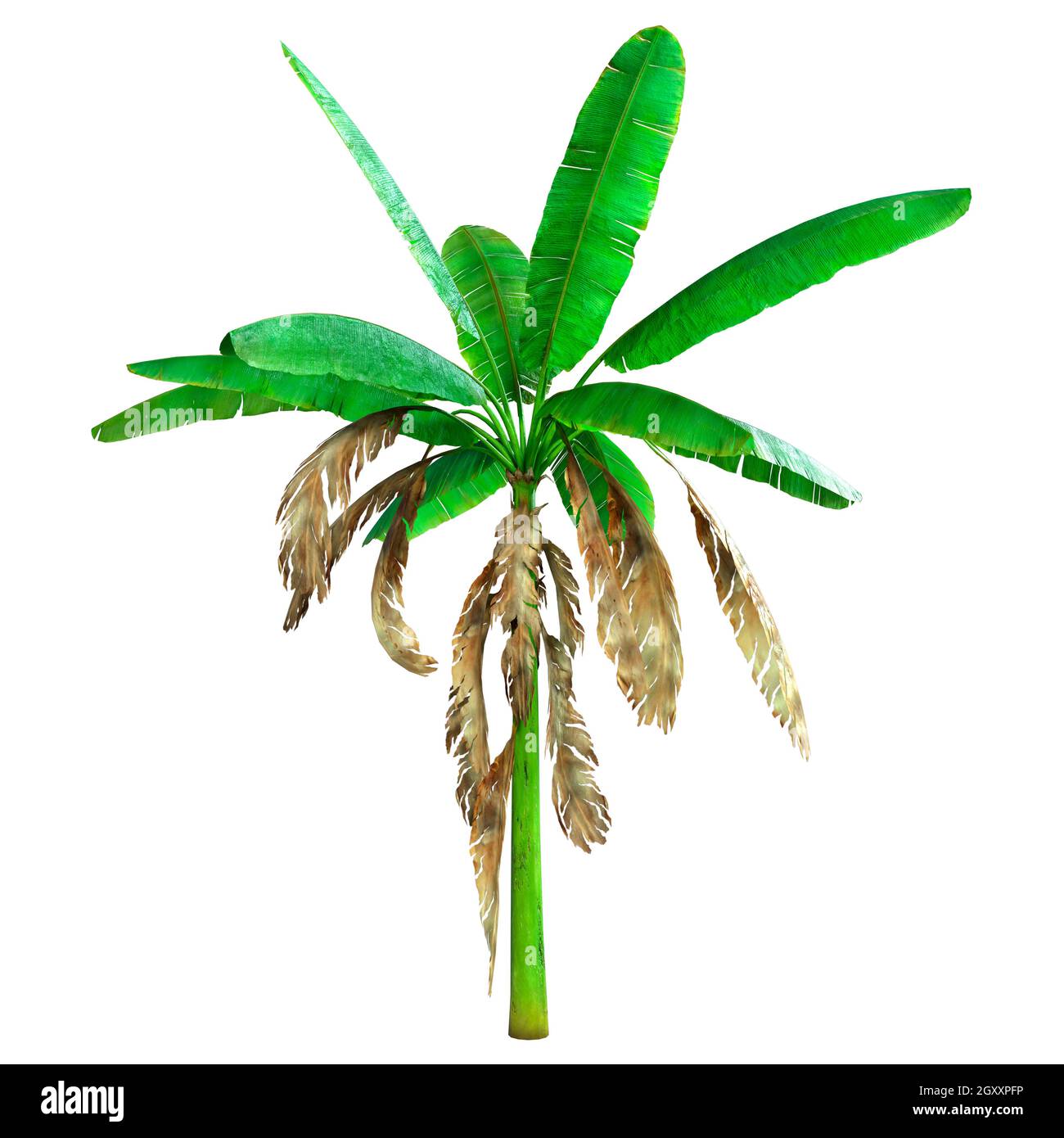 Banana on a tree Cut Out Stock Images & Pictures - Page 2 - Alamy Banana on a tree Cut Out Stock Images & Pictures - Page 2 - Alamy