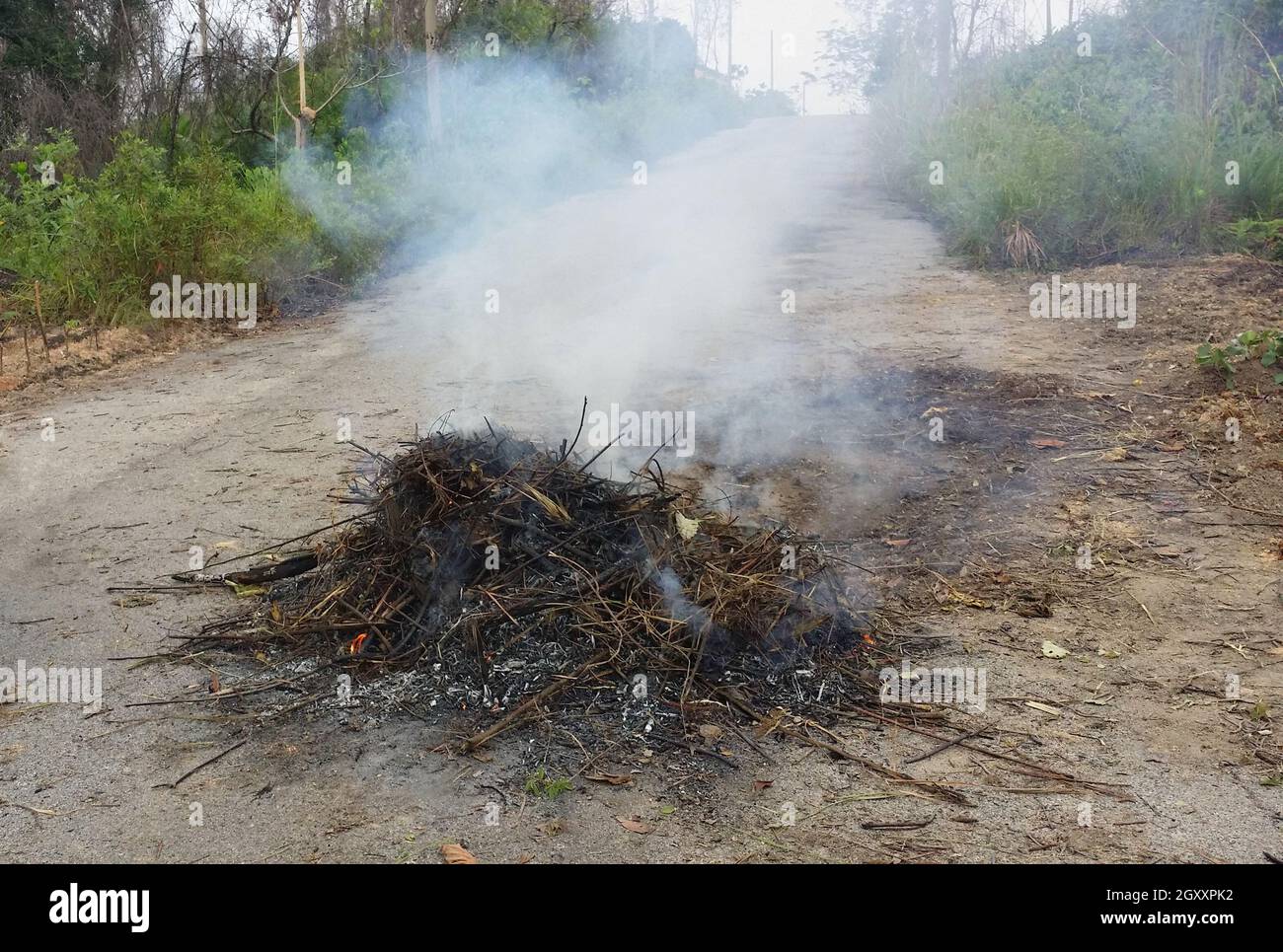 Burning tree branches and white ashes after fire on the ground Stock