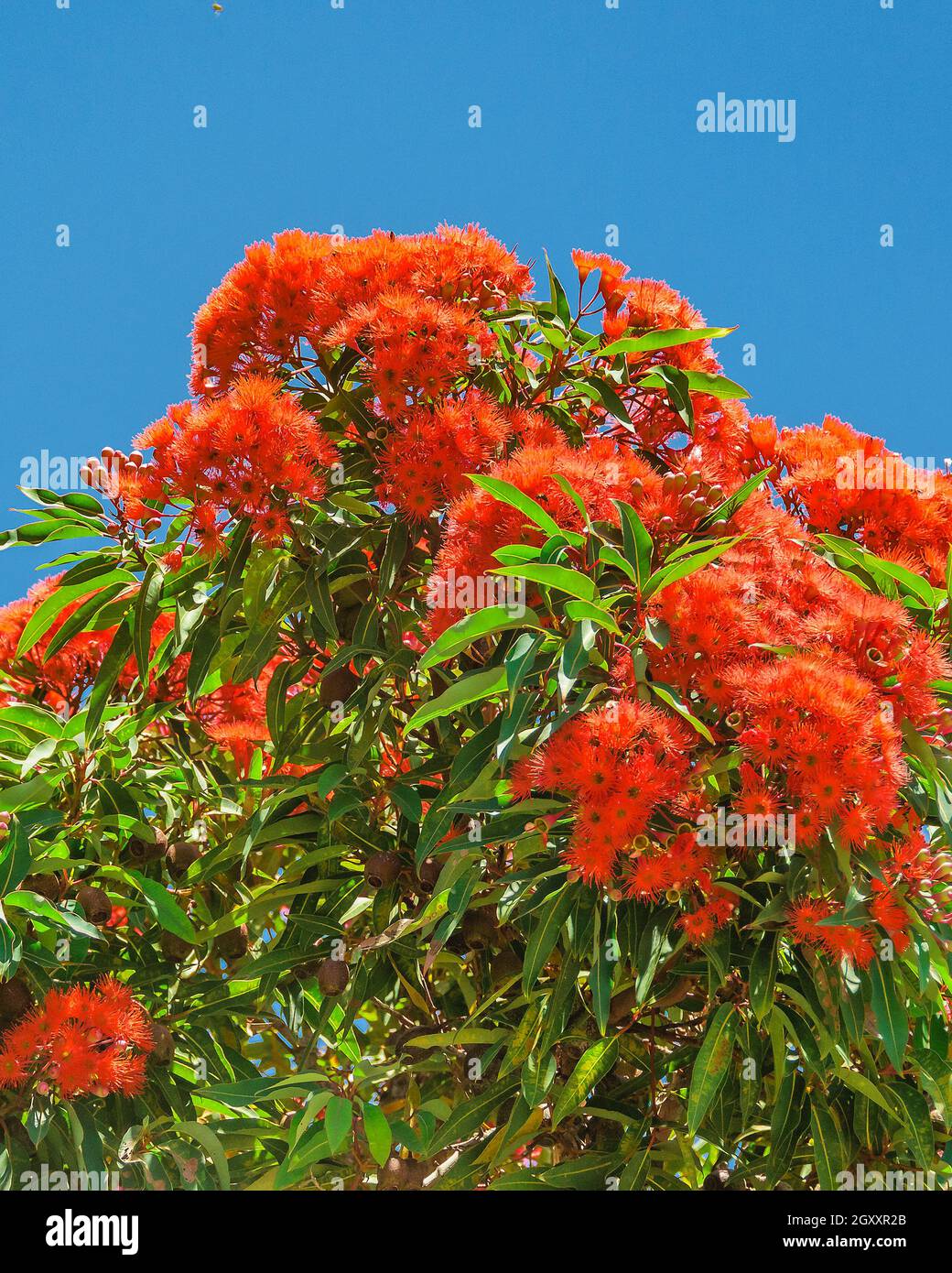 Low angle shot red flowers tree over blue sky Stock Photo - Alamy