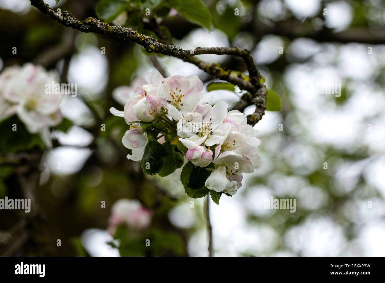 Apfelblüte an einem regnerischen Tag Stock Photo