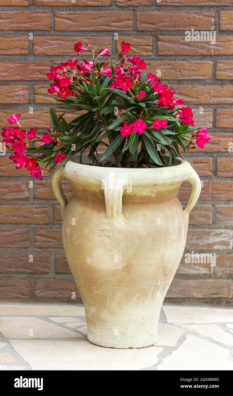 oleander flowers in a clay amphora Stock Photo