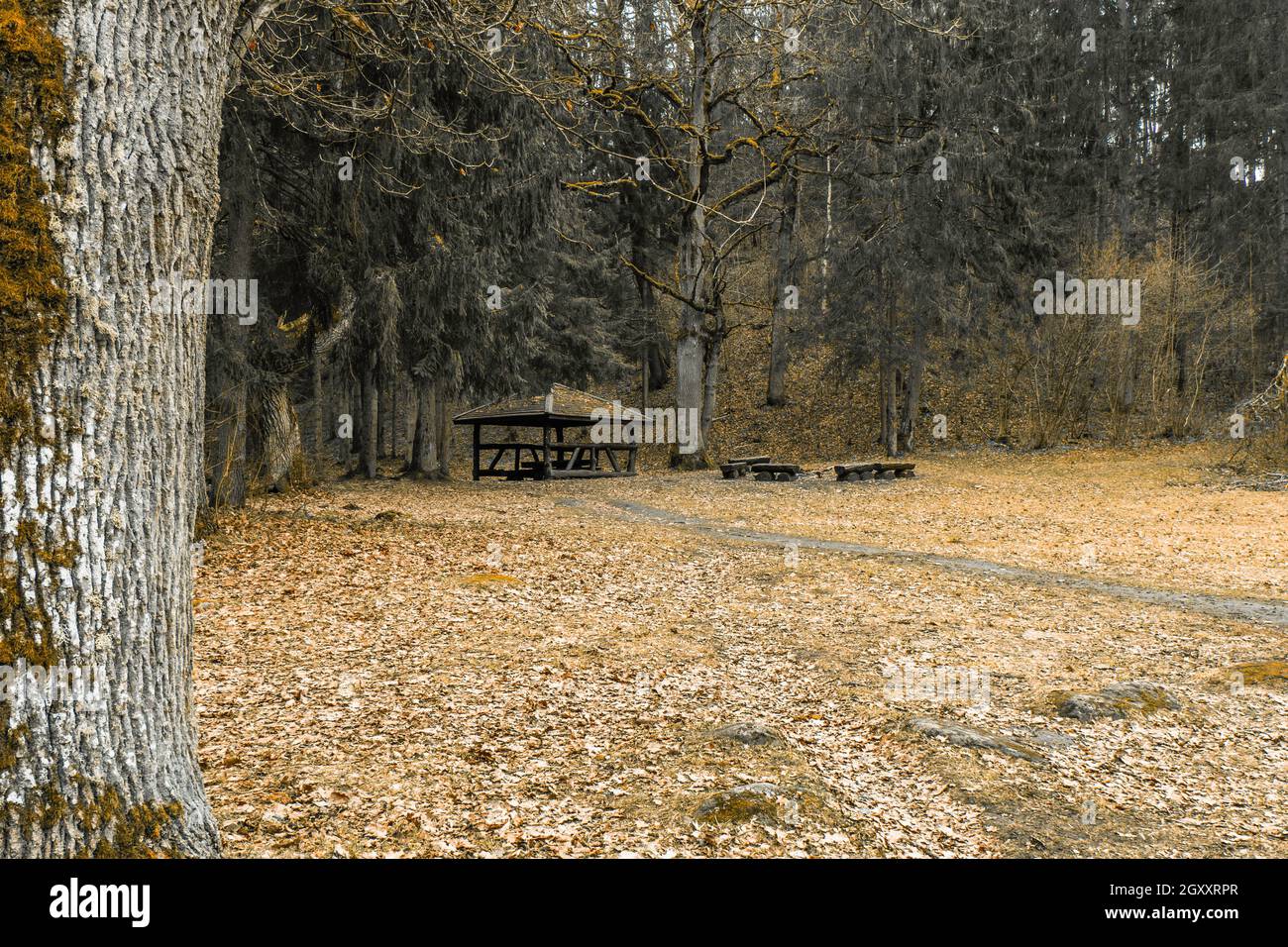 Wooden Log Picnic Bench Table and Chairs in a Tranquil Nature Park ...
