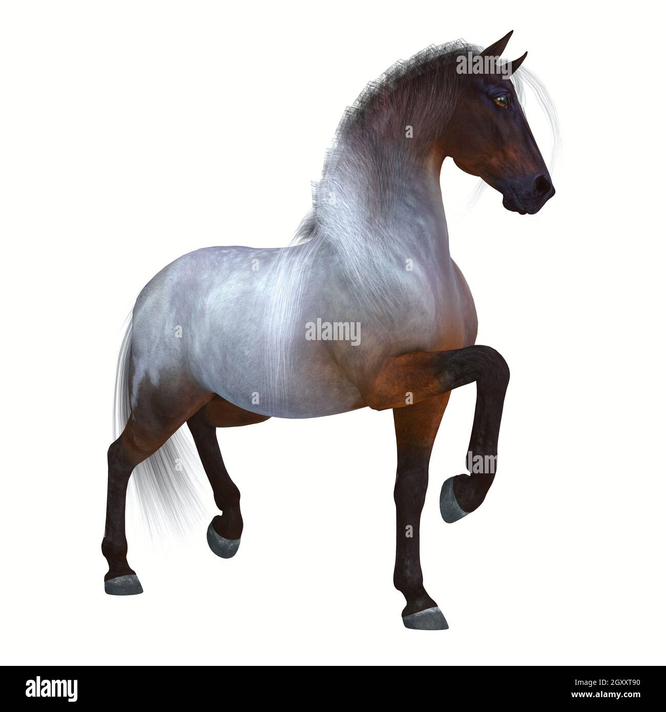 The Bay Roan is a coat color of many different breeds of horses and is distinguished by a base Bay color. Stock Photo