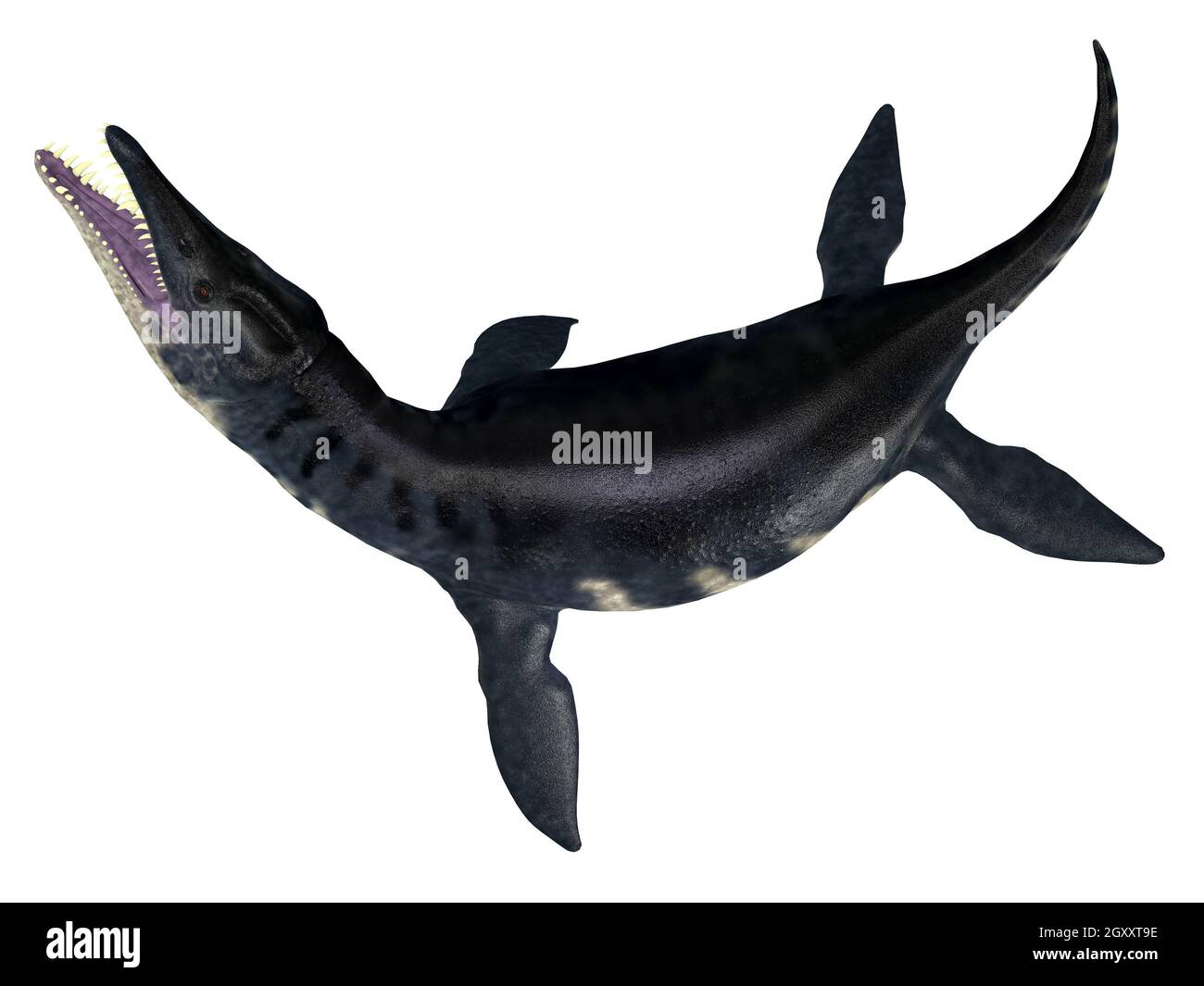 Liopleurodon was a carnivorous marine plesiosaur that lived in the Jurassic seas of Europe and Canada. Stock Photo