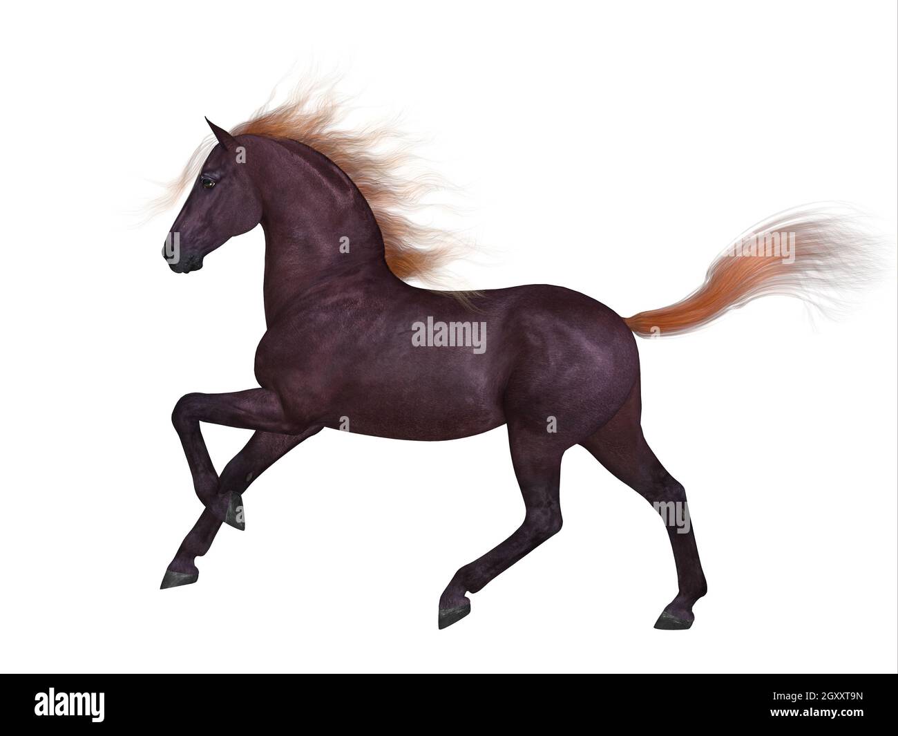 The Liver Chestnut is a coat color of many different breeds of horses and is distinguished by a