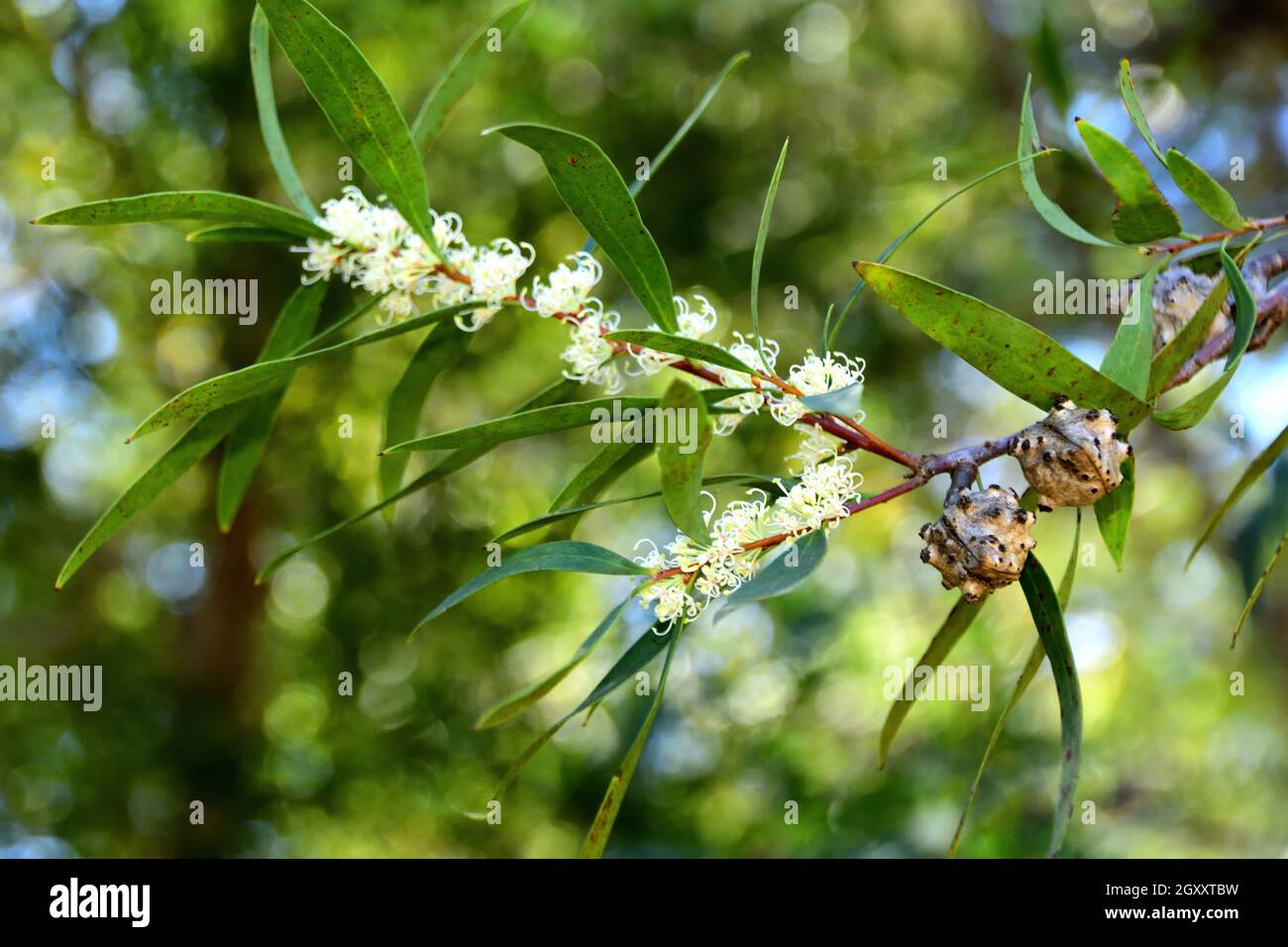 Australian native wattle blossoms close up Stock Photo