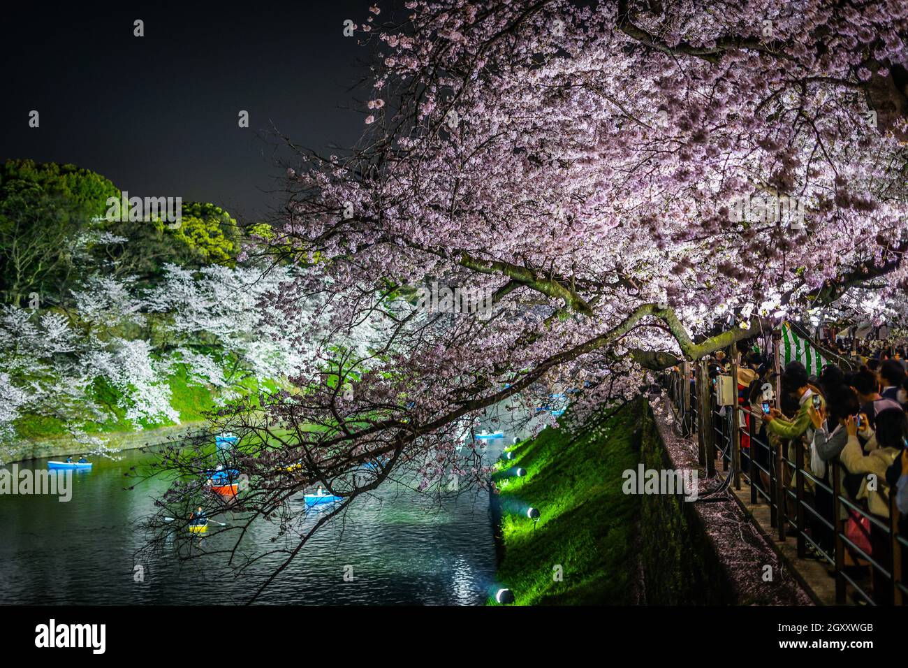 Of Chidorigafuchi Going To See Cherry Blossoms At Night. Shooting ...