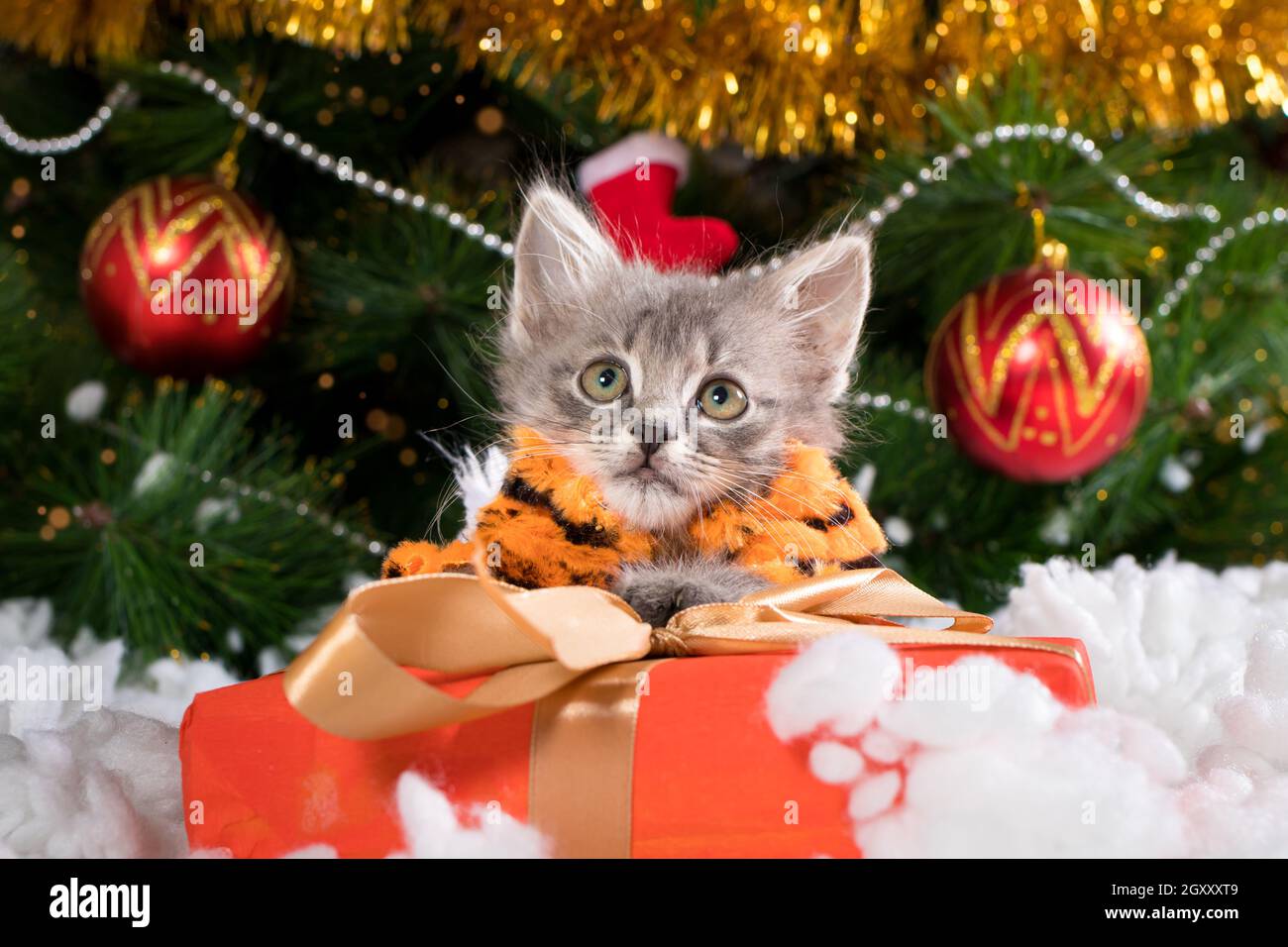 Page 2 - Tiger Costume High Resolution Stock Photography and 