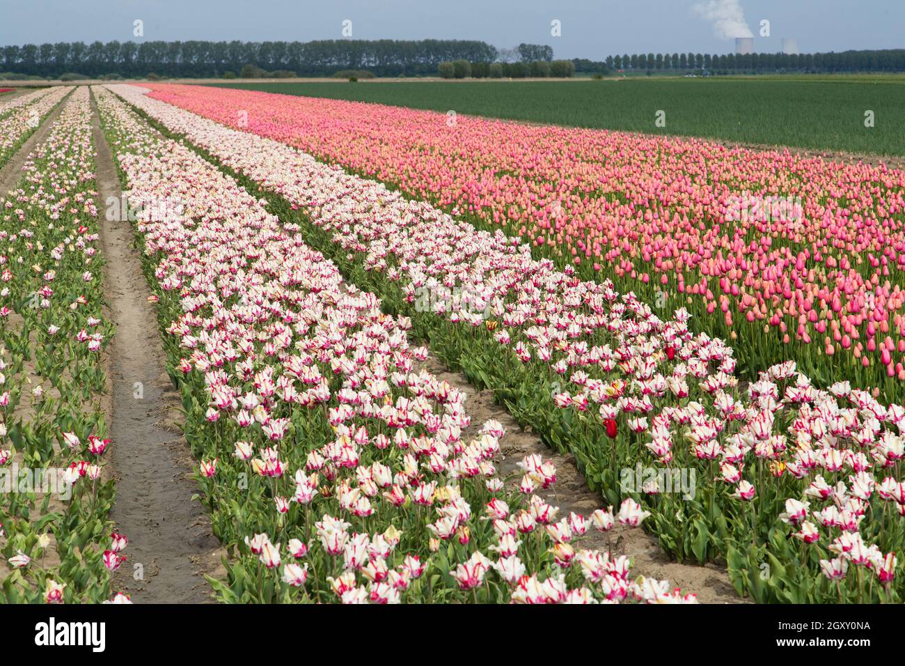Colorful field of tulips in the Netherlands Stock Photo - Alamy