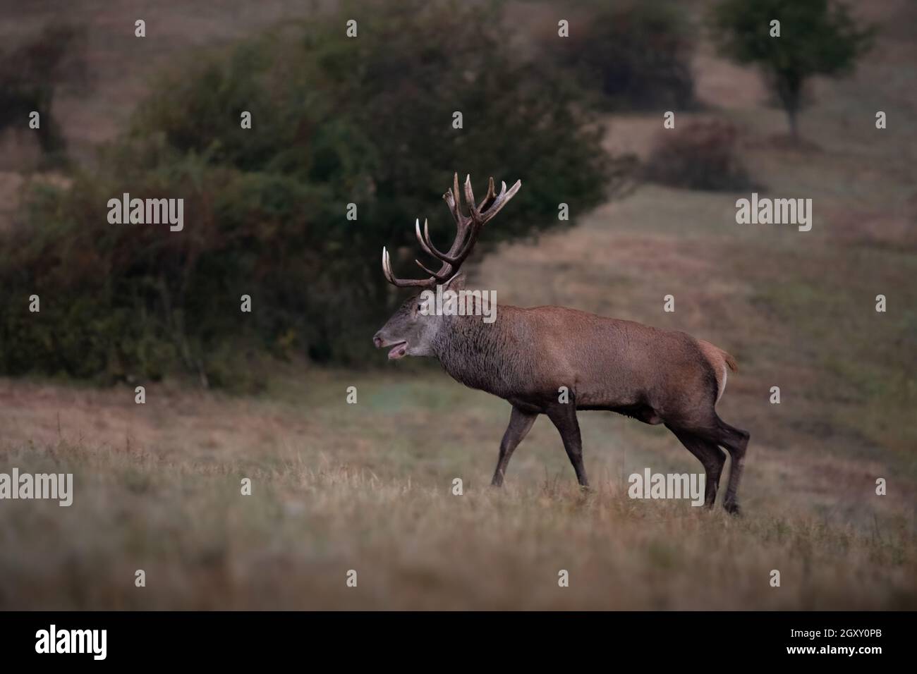 Wild red deer (cervus elaphus) during rut in wild autumn nature, in rut ...