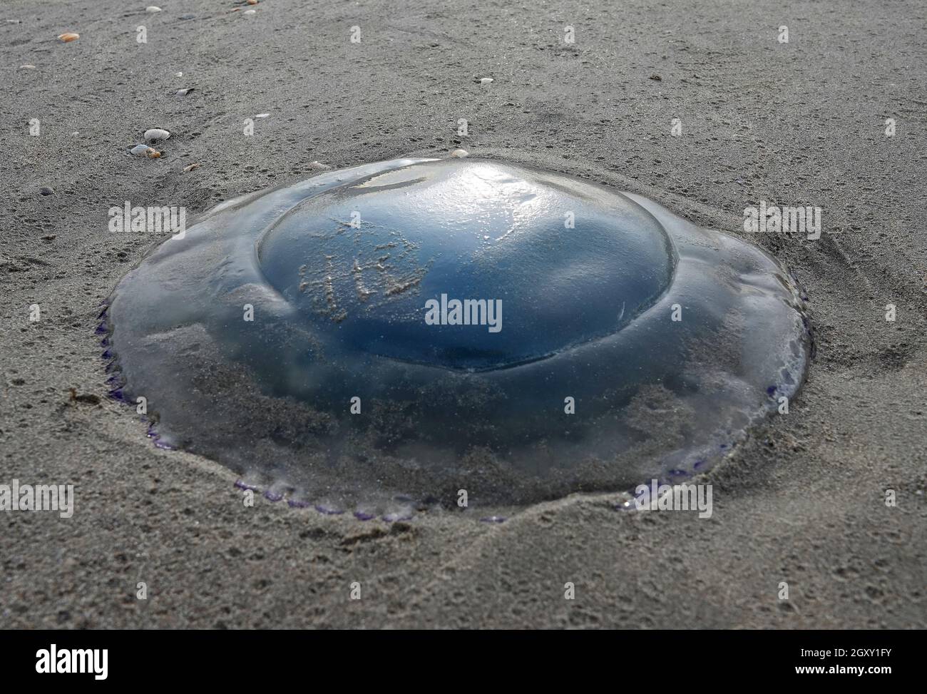 A barrel jellyfish, that can become very large, has been washed ashore on this autumn day at the North Sea. Stock Photo