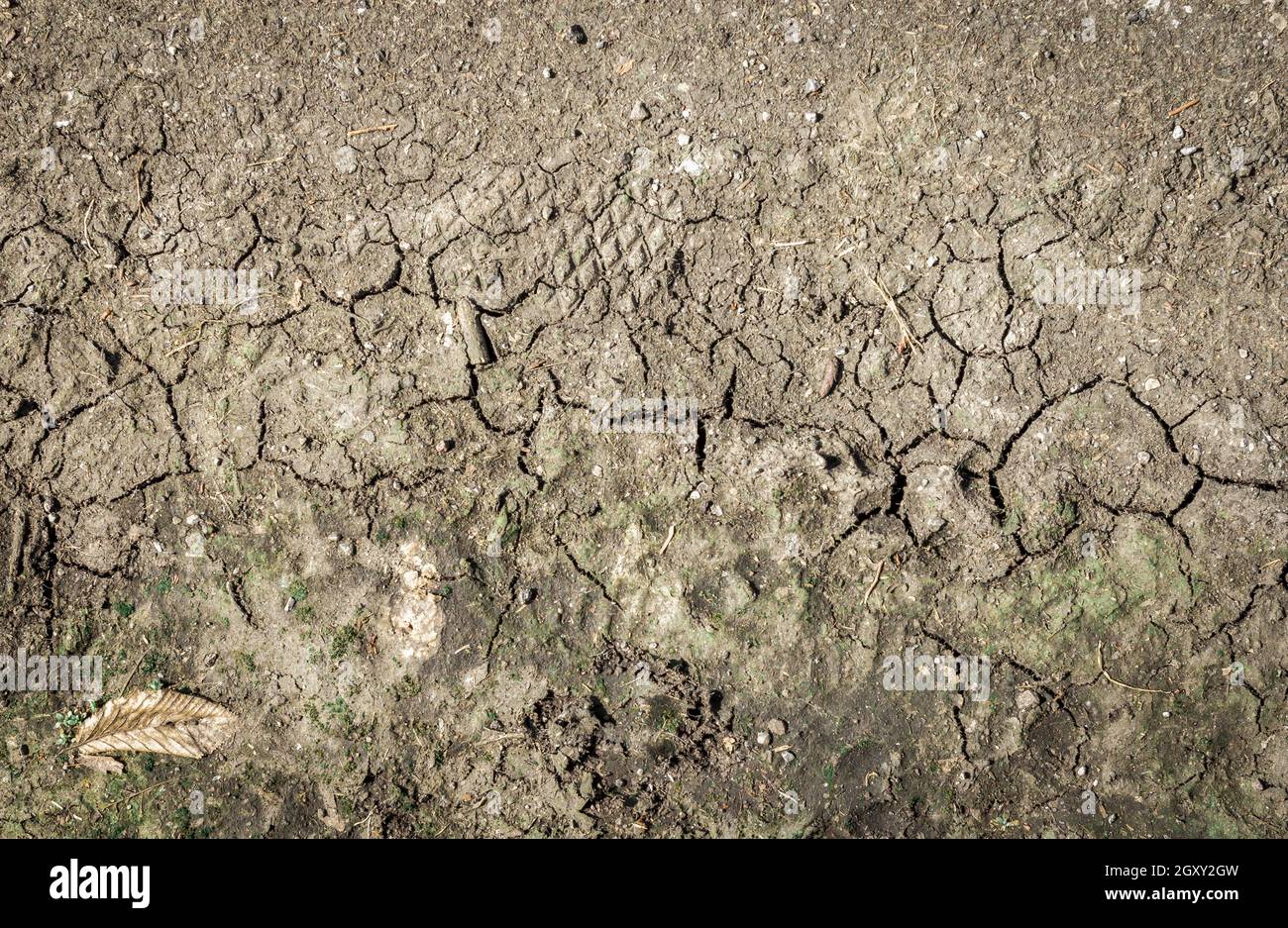 Crack soil on dry season, Global warming effect Stock Photo - Alamy