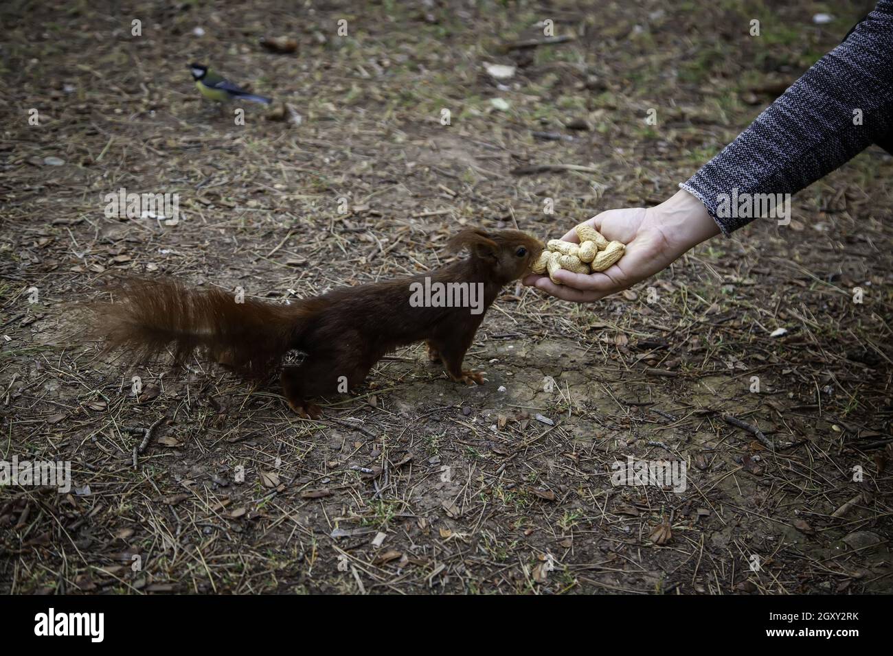 Detail of feeding a wild animal in the forest, fauna and nature Stock ...