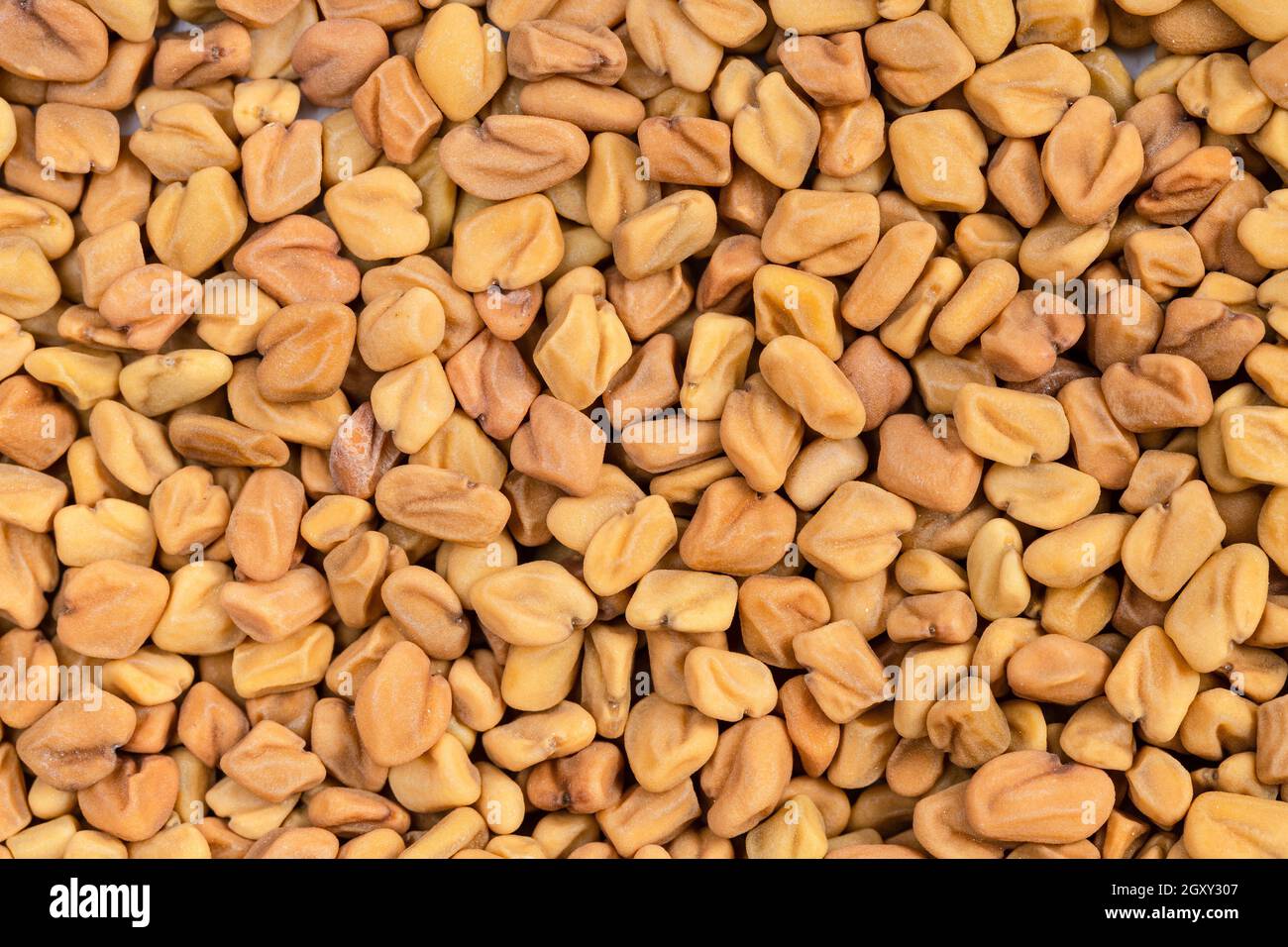 food background - many whole fenugreek seeds Stock Photo