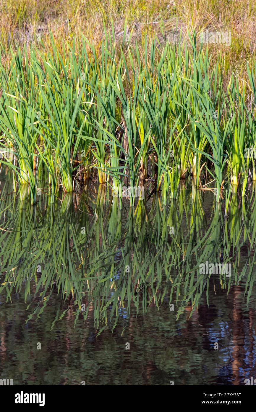 A green reeds with reflected on a water surface Stock Photo - Alamy