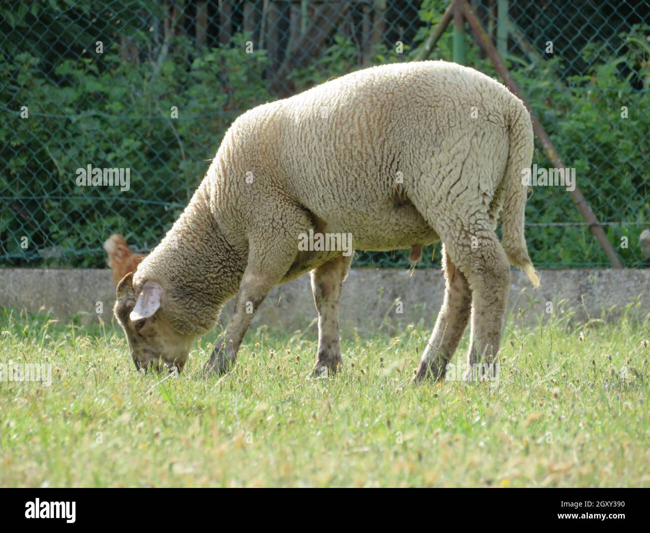 sheep lambs wool animal milk natural meat food farm Stock Photo - Alamy