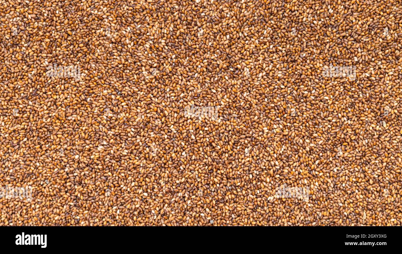 panoramic food background - uncooked whole-grain teff seeds close up Stock Photo