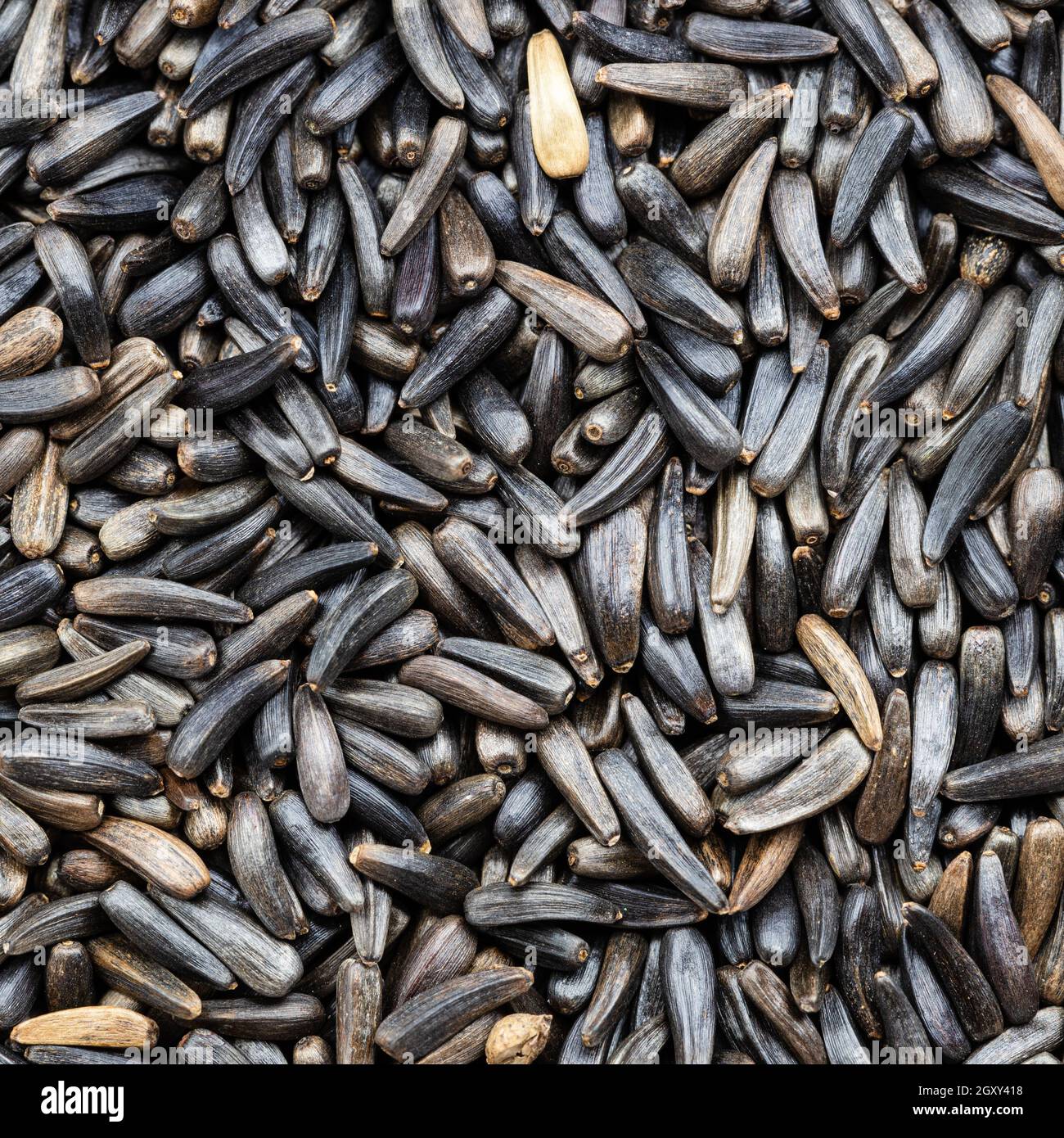 square food background - whole-grain niger seeds (Guizotia Abyssinica) close up Stock Photo