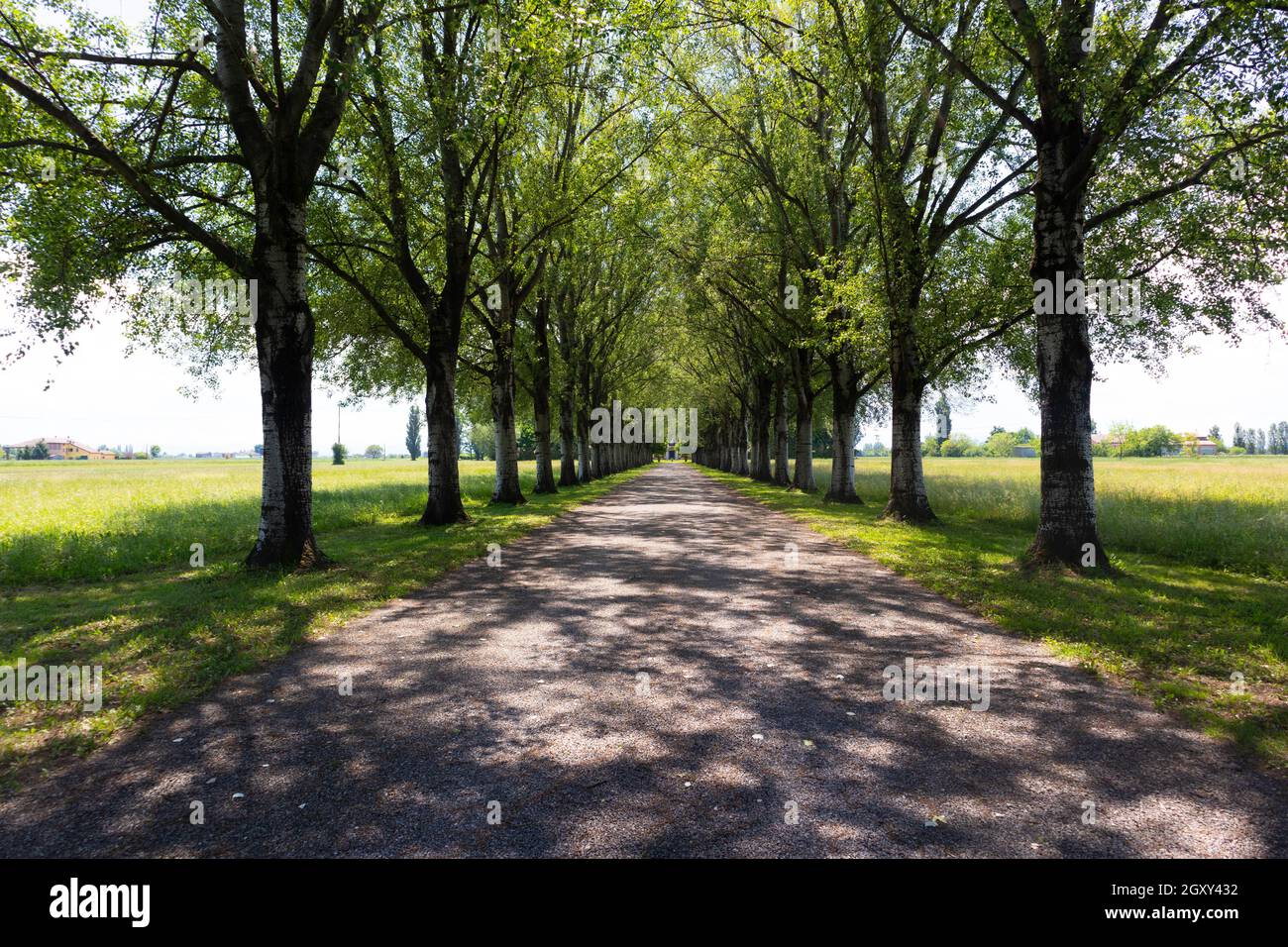 Rural road marked by trees in parallel rows in the middle of fields of ...