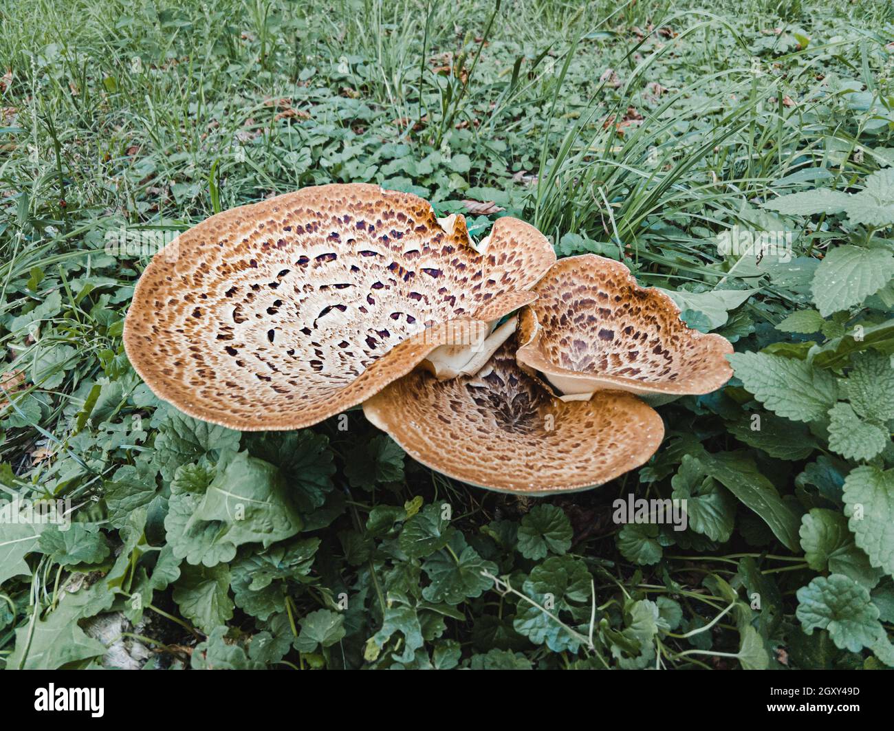 A Cerioporus squamosus mushroom, also known as dryad's saddle and pheasant's back mushroom is growing in the meadow Stock Photo