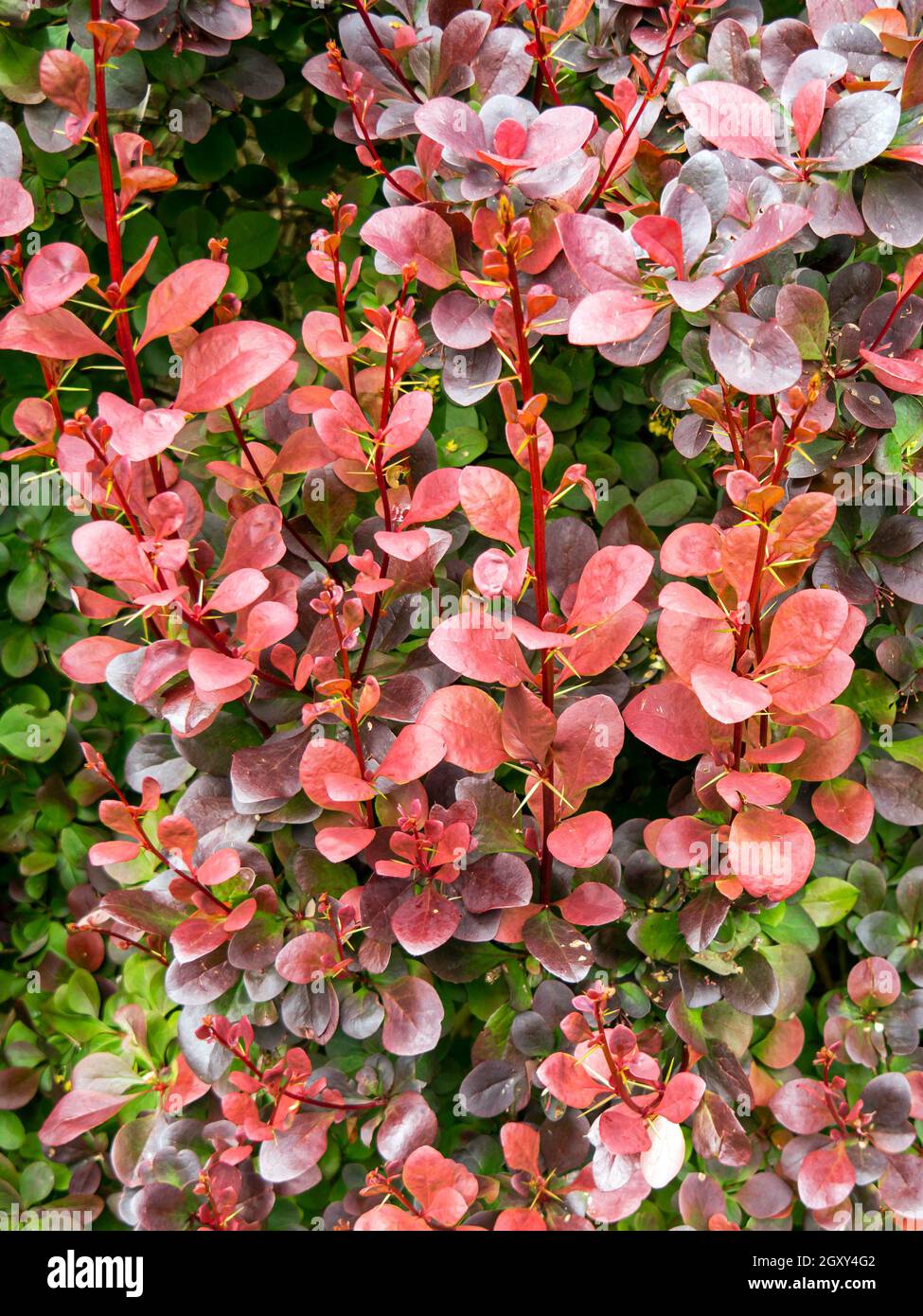 Closeup of beautiful bronze leaves on a Japanese barberry shrub, Berberis thunbergii, in a garden Stock Photo