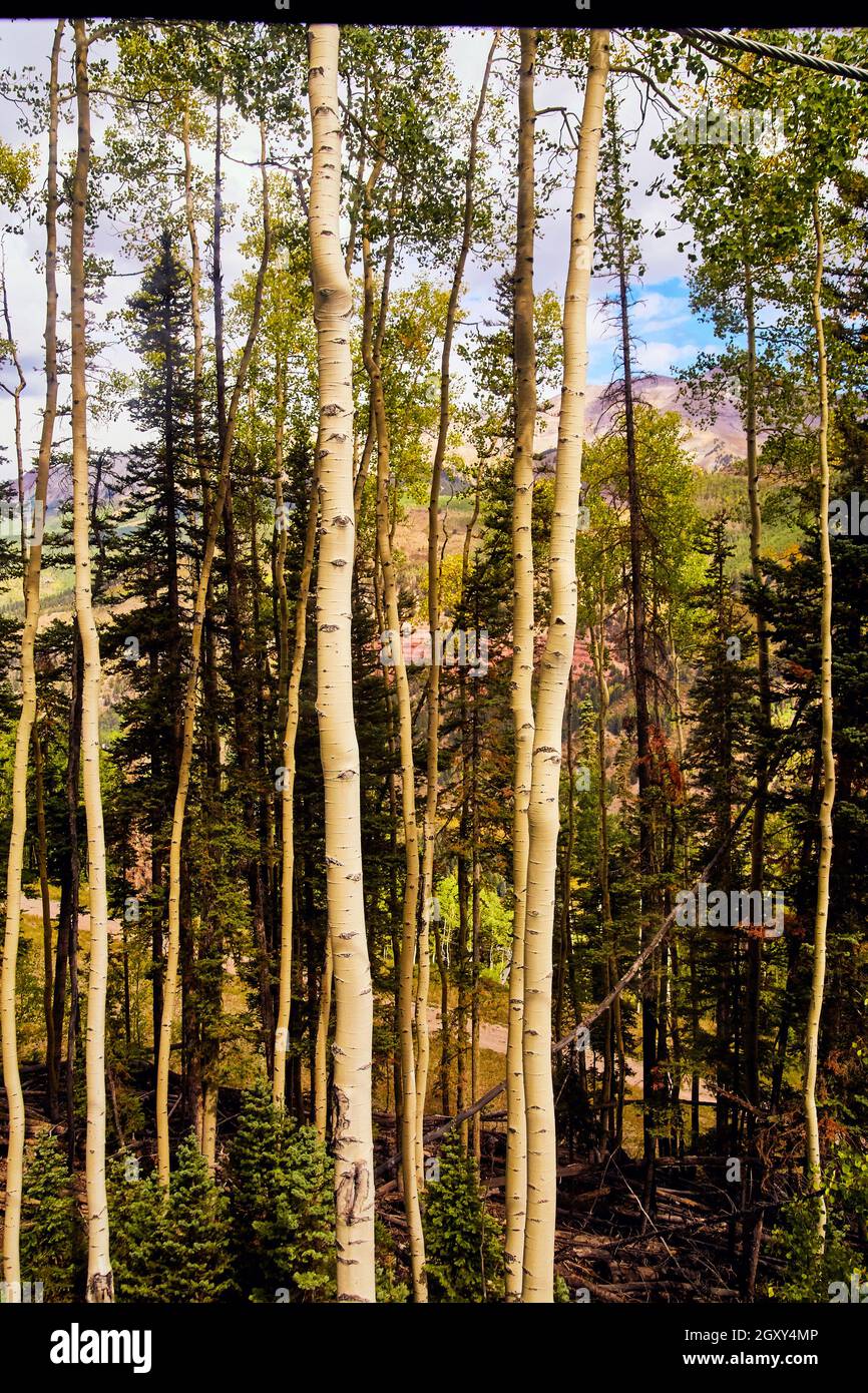 Vertical of tall aspen tree trunks in mountains Stock Photo - Alamy