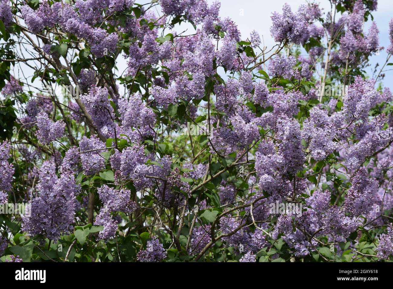 The Lilac flowers. Spring blossoming of trees. Stock Photo