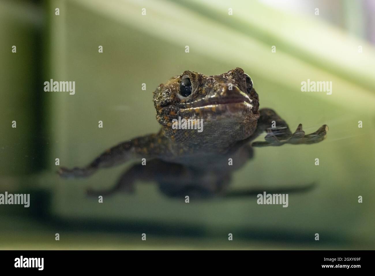 Turquoise Dwarf Gecko - Lygodactylus williamsi climb on a glass side of vivarium Stock Photo