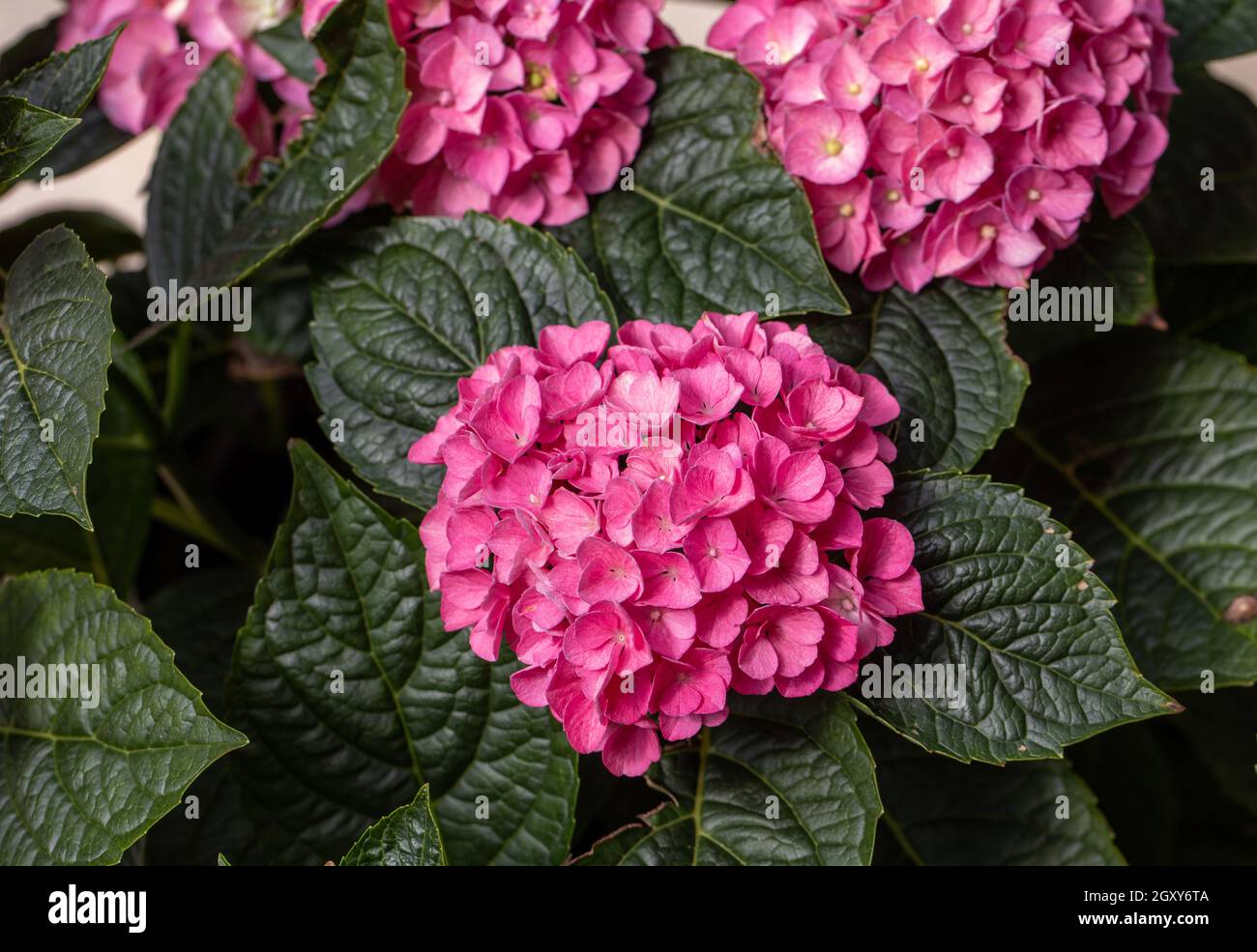 closeup of a beautiful pink hydrangea in garden Stock Photo - Alamy