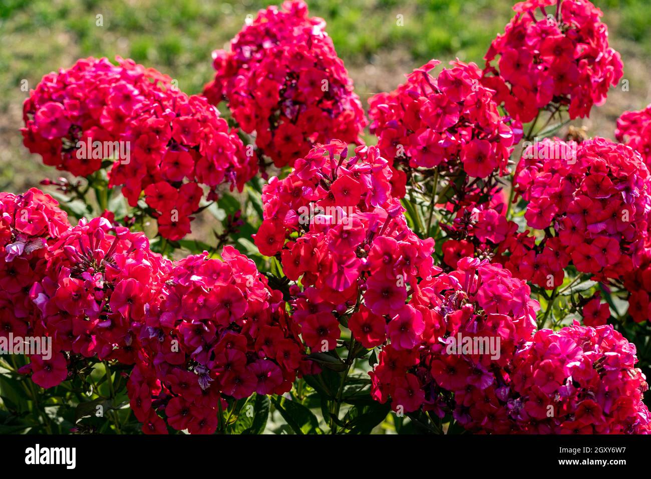 Flowering branch of red phlox in the garden Stock Photo