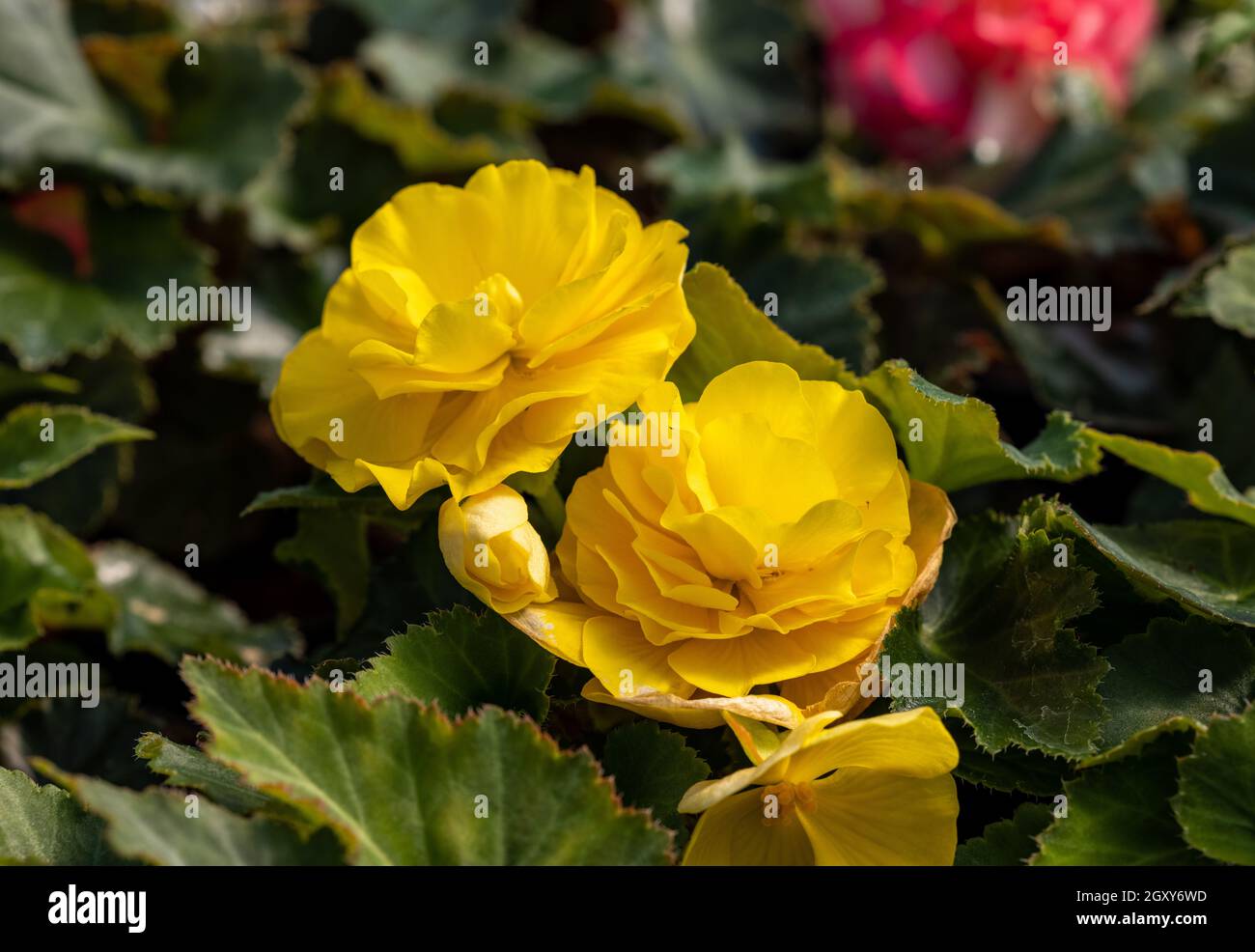 Big yellow flowers of begonia in flowerpot in summer decorative garden . Seasonal flowers Stock Photo