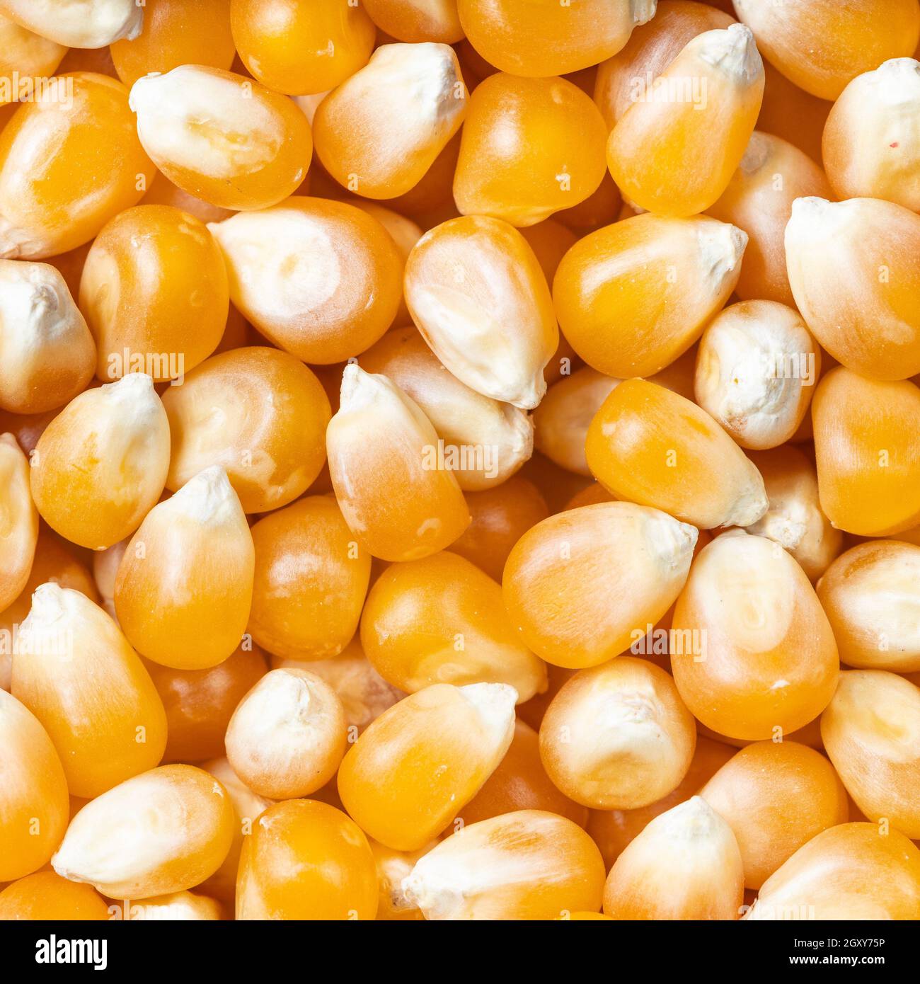 square food background - raw maize corns close up Stock Photo - Alamy