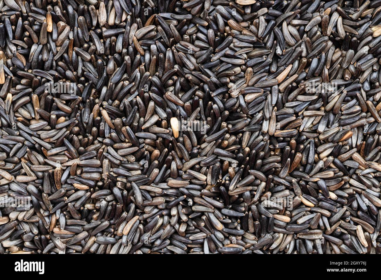 food background - many whole-grain niger seeds (Guizotia Abyssinica) close up Stock Photo