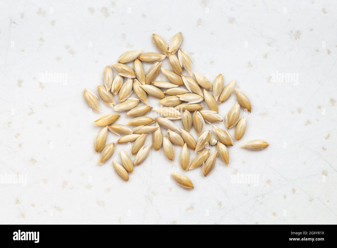 several scagliola canary seeds close up on gray ceramic plate Stock Photo