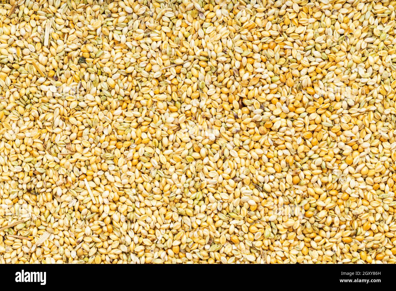 food background wholegrain foxtail millet seeds close up Stock Photo