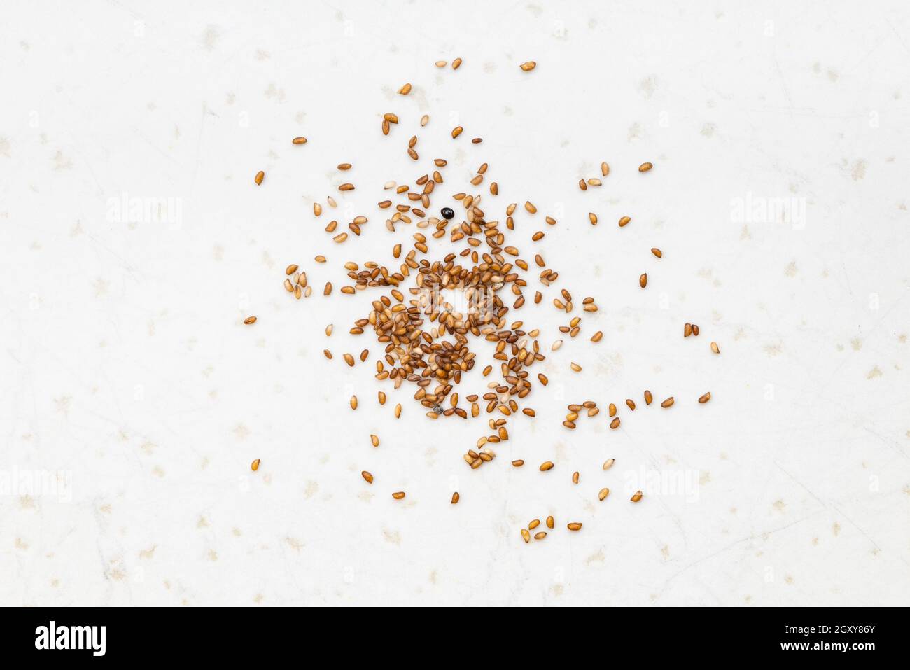 several whole-grain teff seeds close up on gray ceramic plate Stock Photo