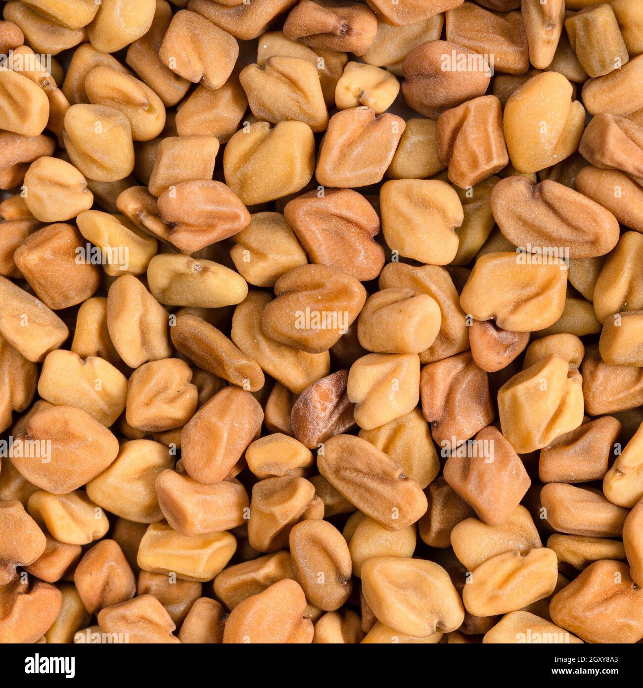 square food background - whole fenugreek seeds close up Stock Photo