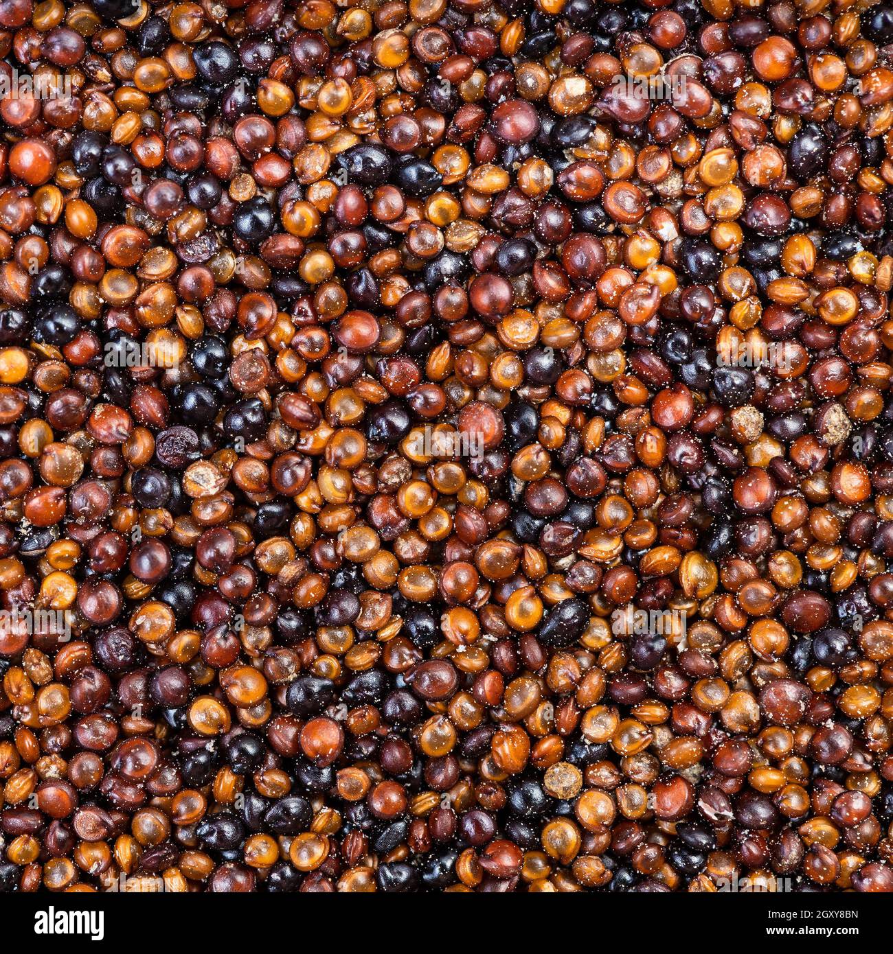 square food background - raw canihua grains close up Stock Photo