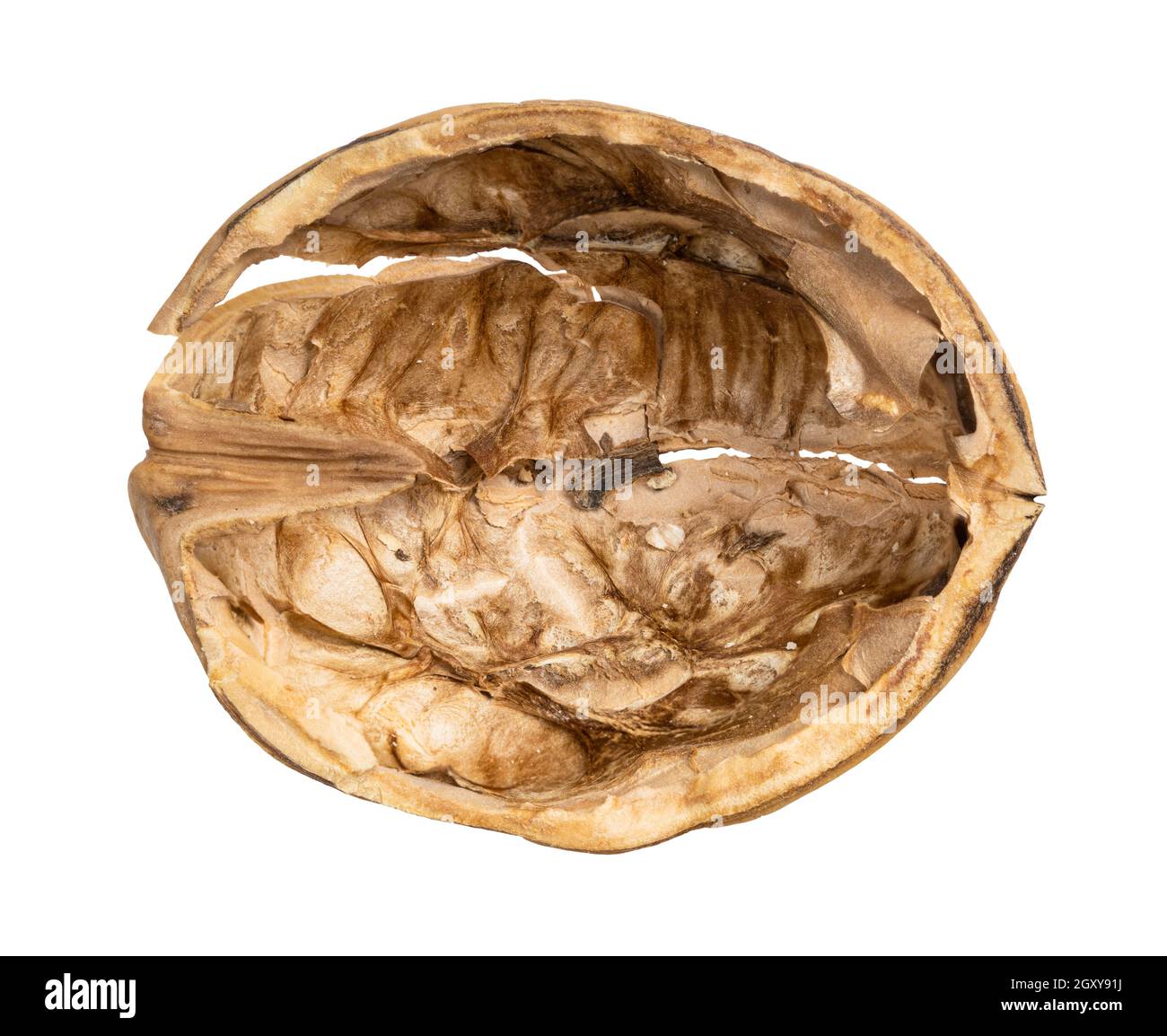 top view of empty walnut shell isolated on white background Stock Photo