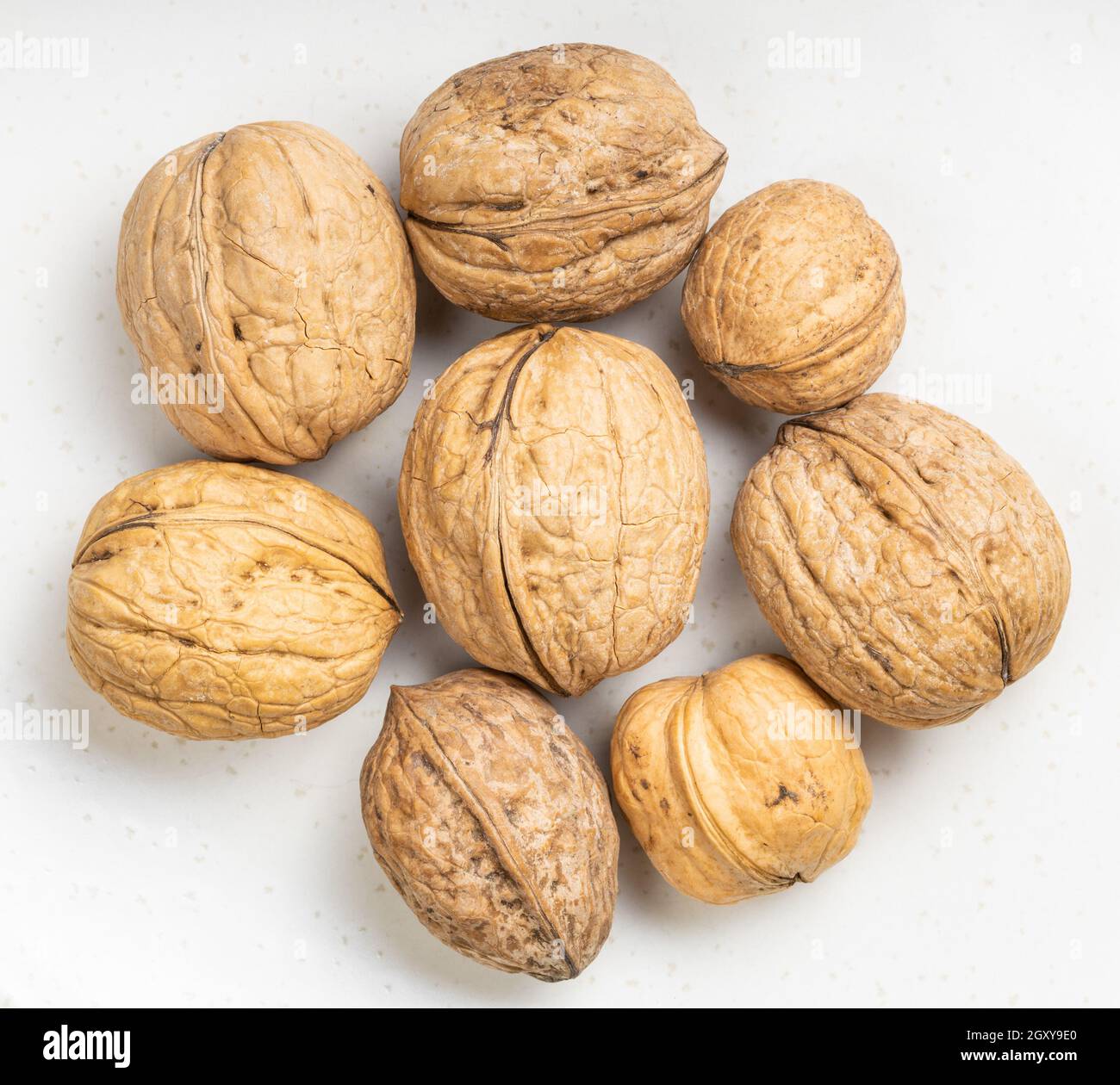 several whole walnuts close up on gray ceramic plate Stock Photo