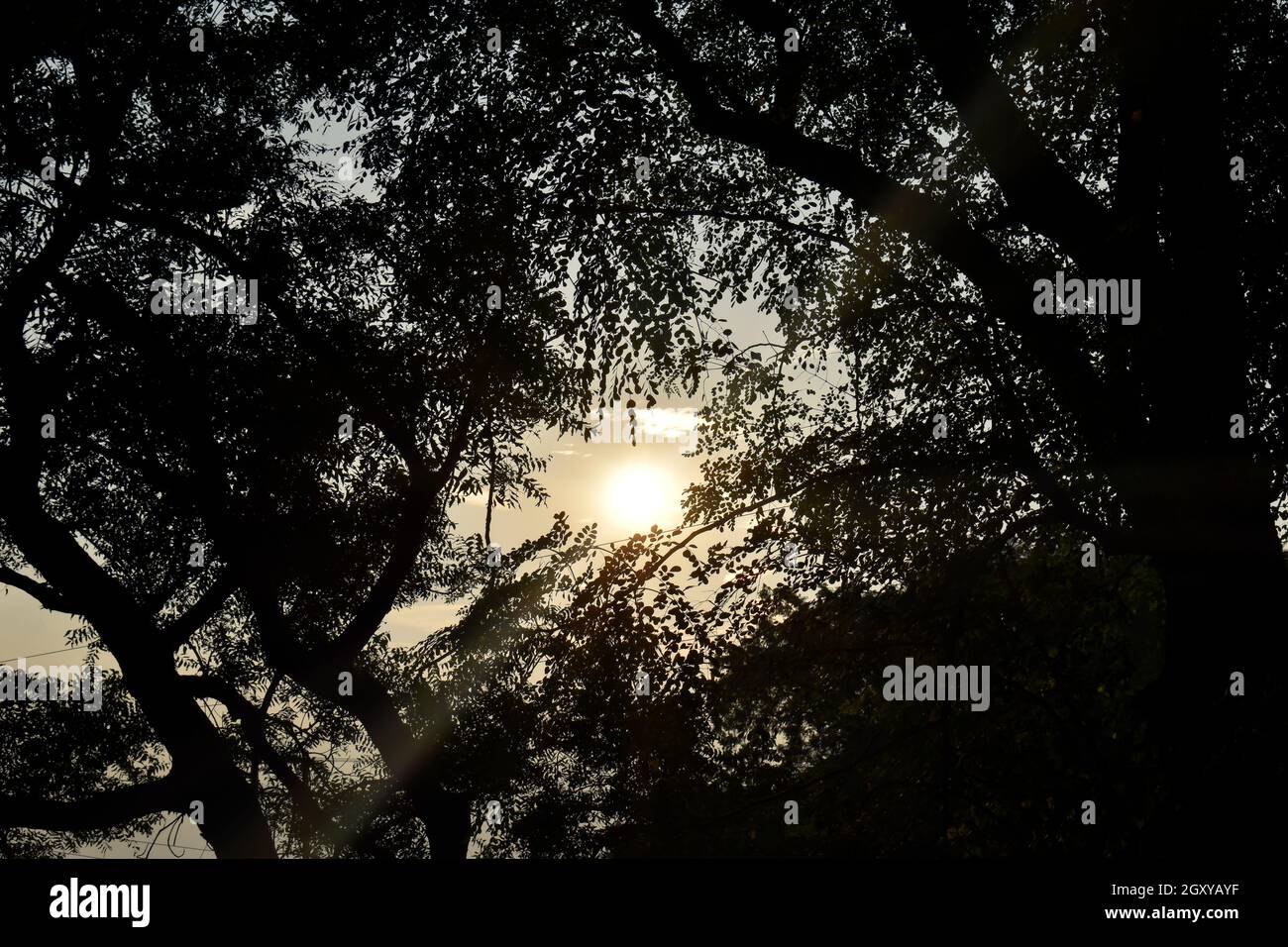 looking at sun in dark through tree form below Stock Photo