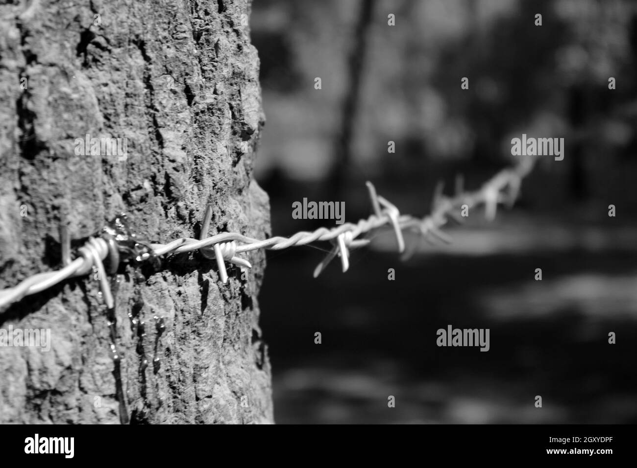 black and white image of barbed wire on the tree, focus on barb wire, the tree is bleeding because of the force of wire, focus on wire and tree, blurr Stock Photo