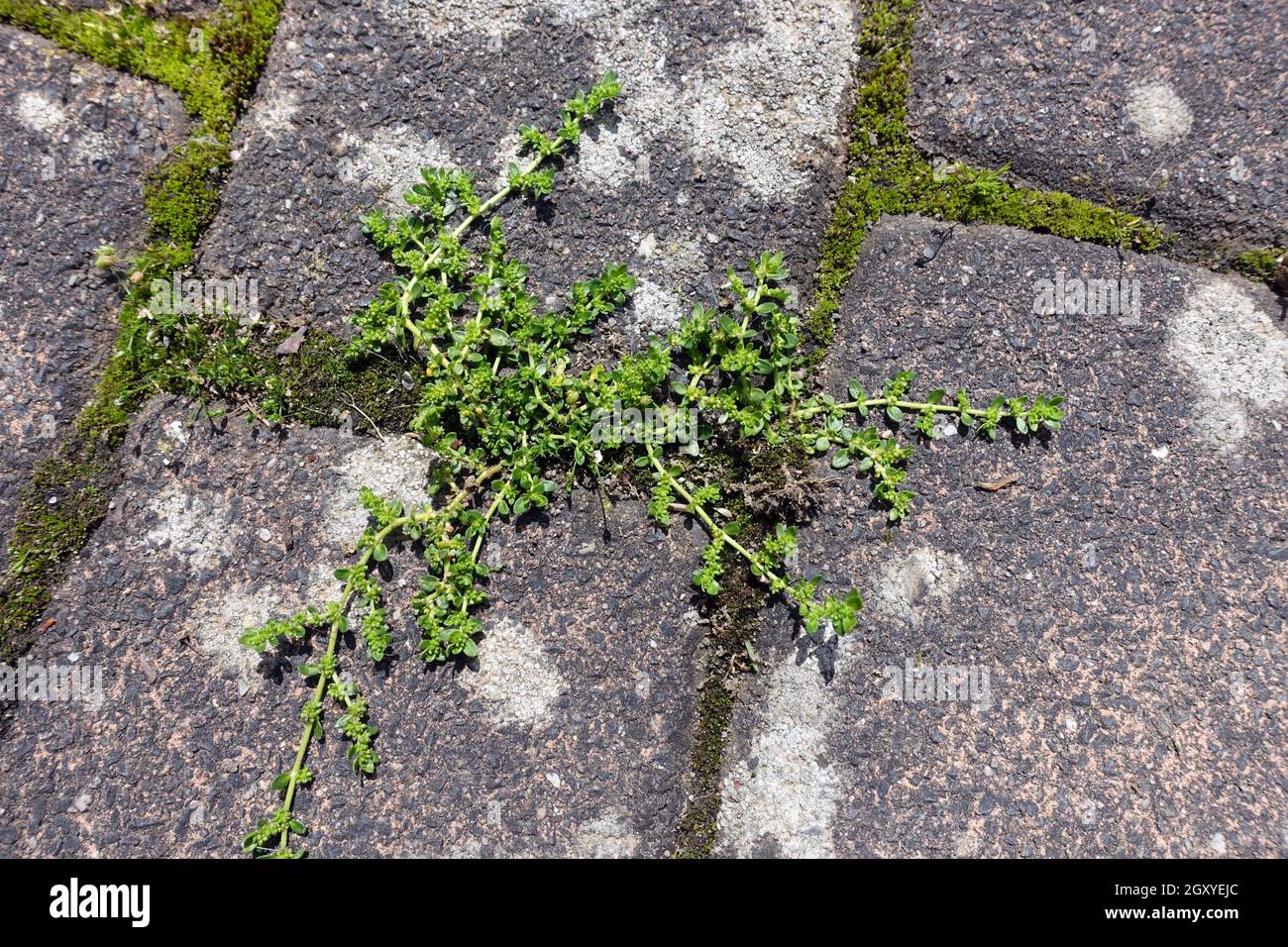 unscheinbares Kahles Bruchkraut (Herniaria glabra) in den Fugen des Strassenpflasters Stock Photo