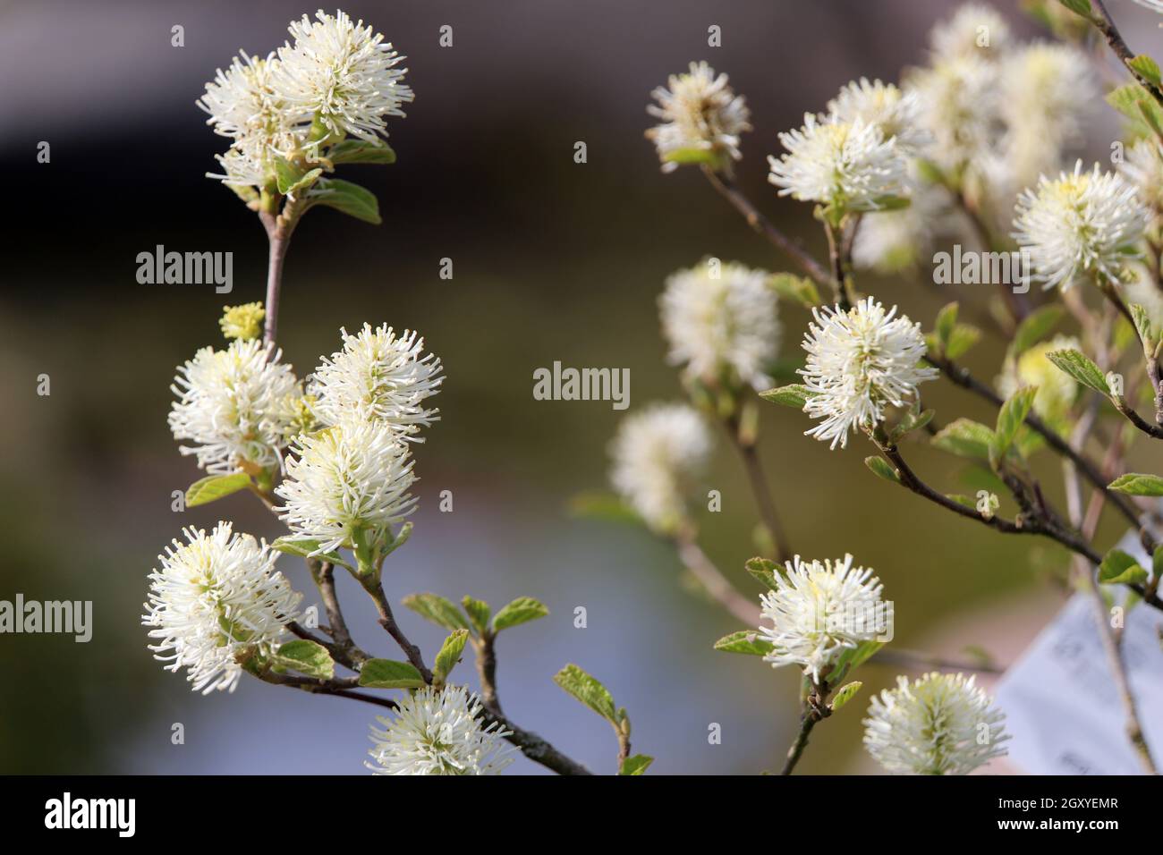 Grosser Federbusch (Fothergilla major) blühende Pflanze am