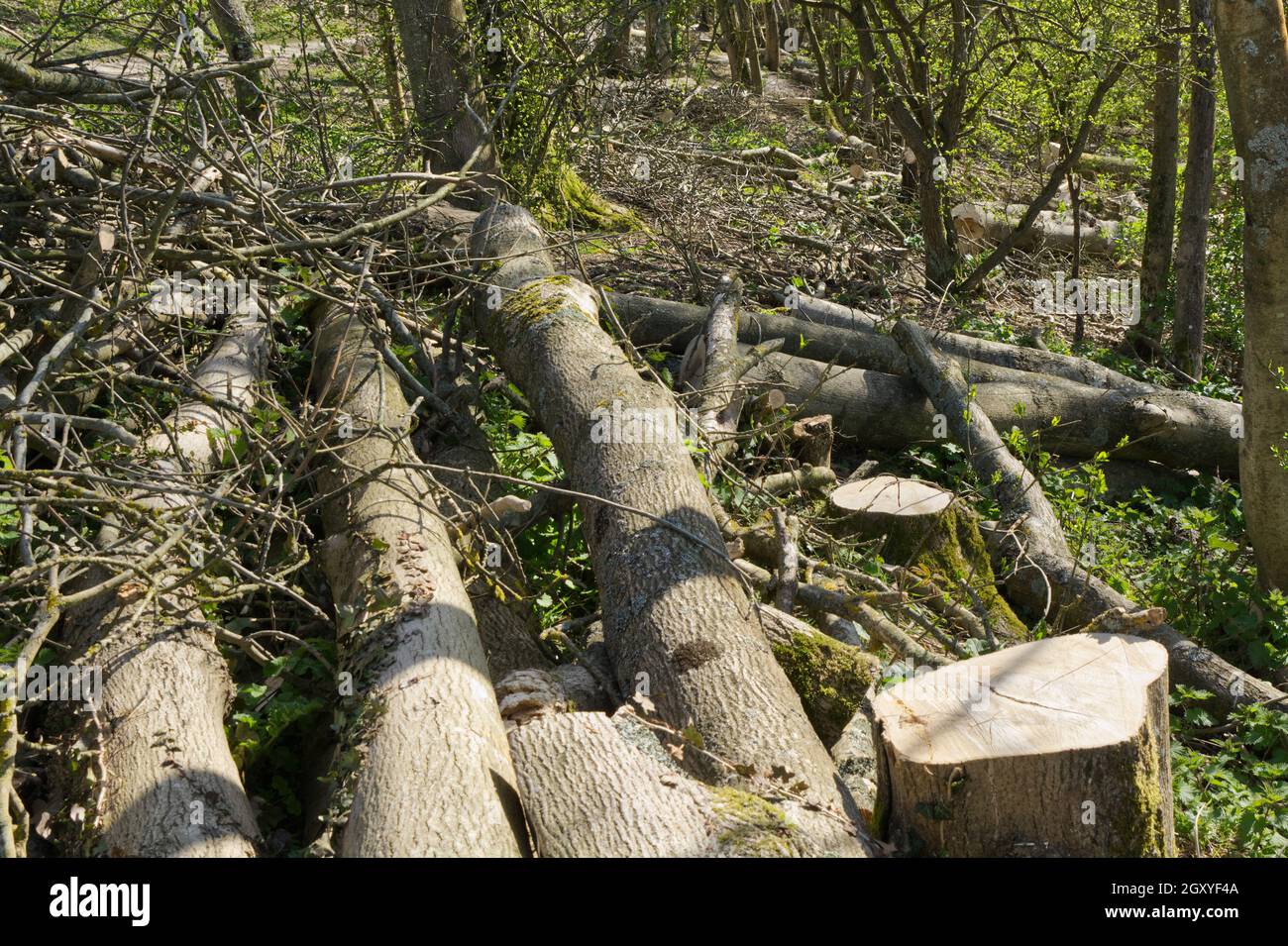 Ash trees (Fraxinus excelsior) cut down due to ash die back disease
