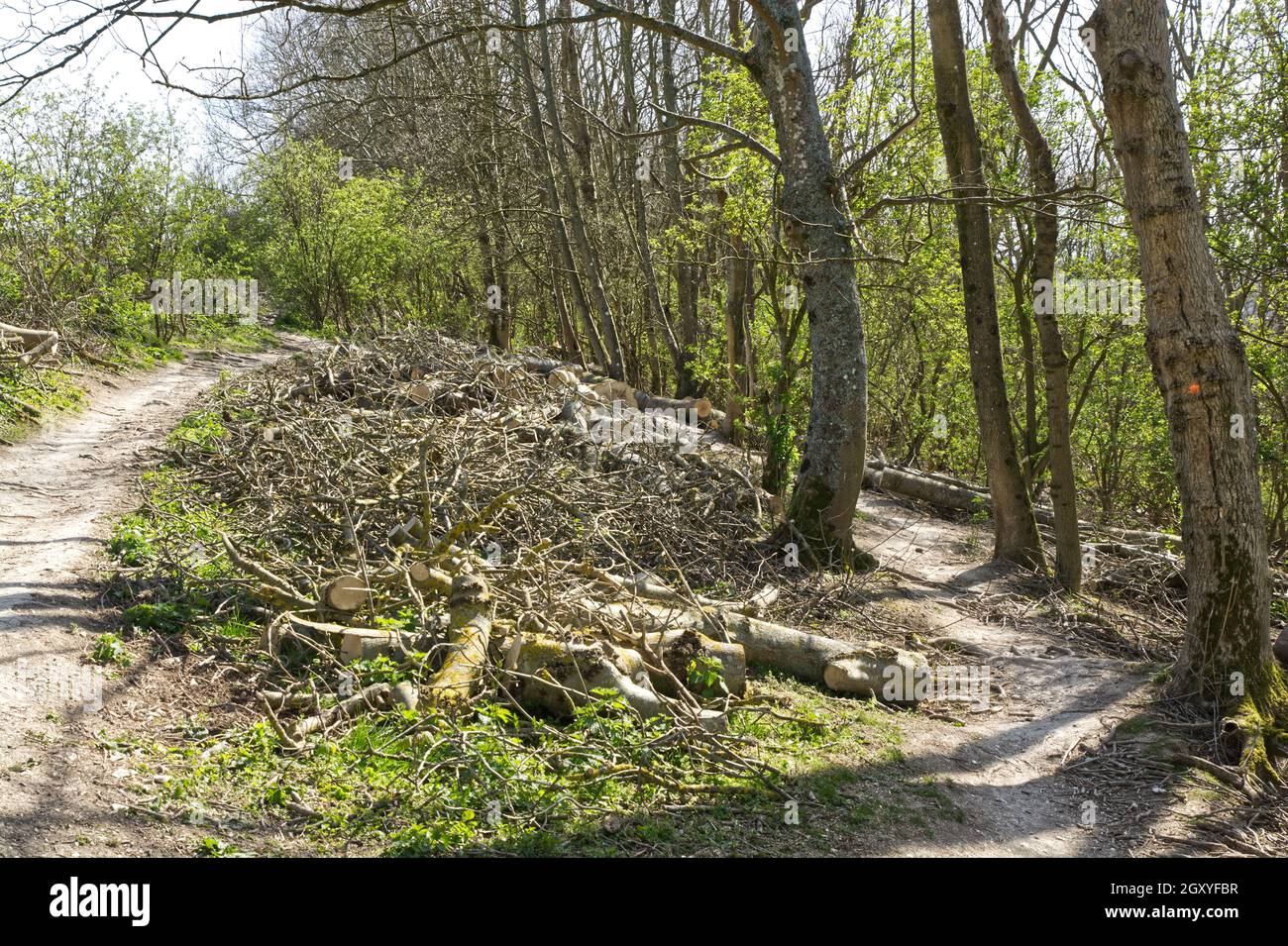Cut ash tree logs fraxinus hi-res stock photography and images - Alamy