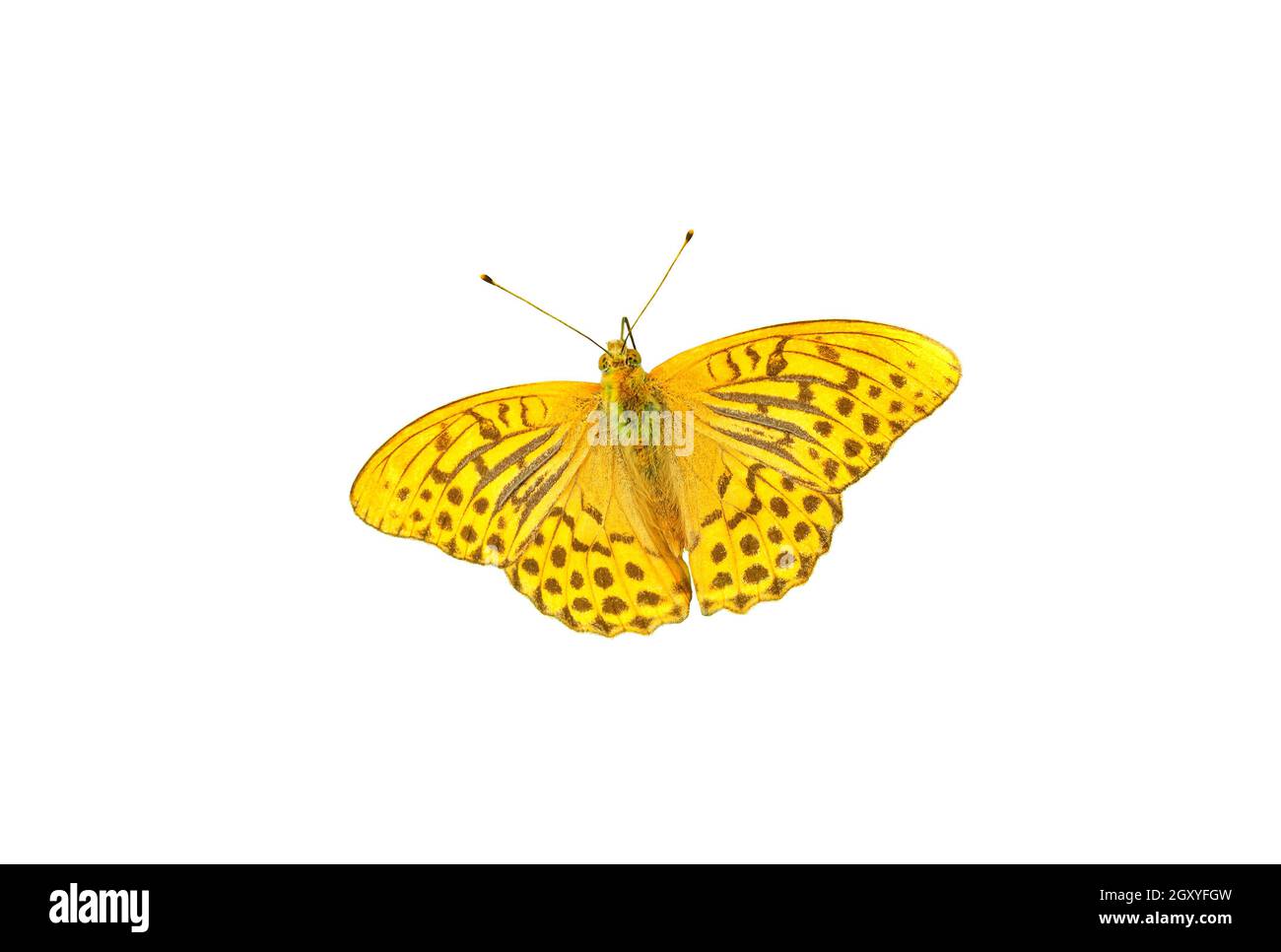 Orange butterfly Silver washed fritillary solated on white background. Argynnis paphia with brown spots cut out. Beauty yellow insect cutout Stock Photo