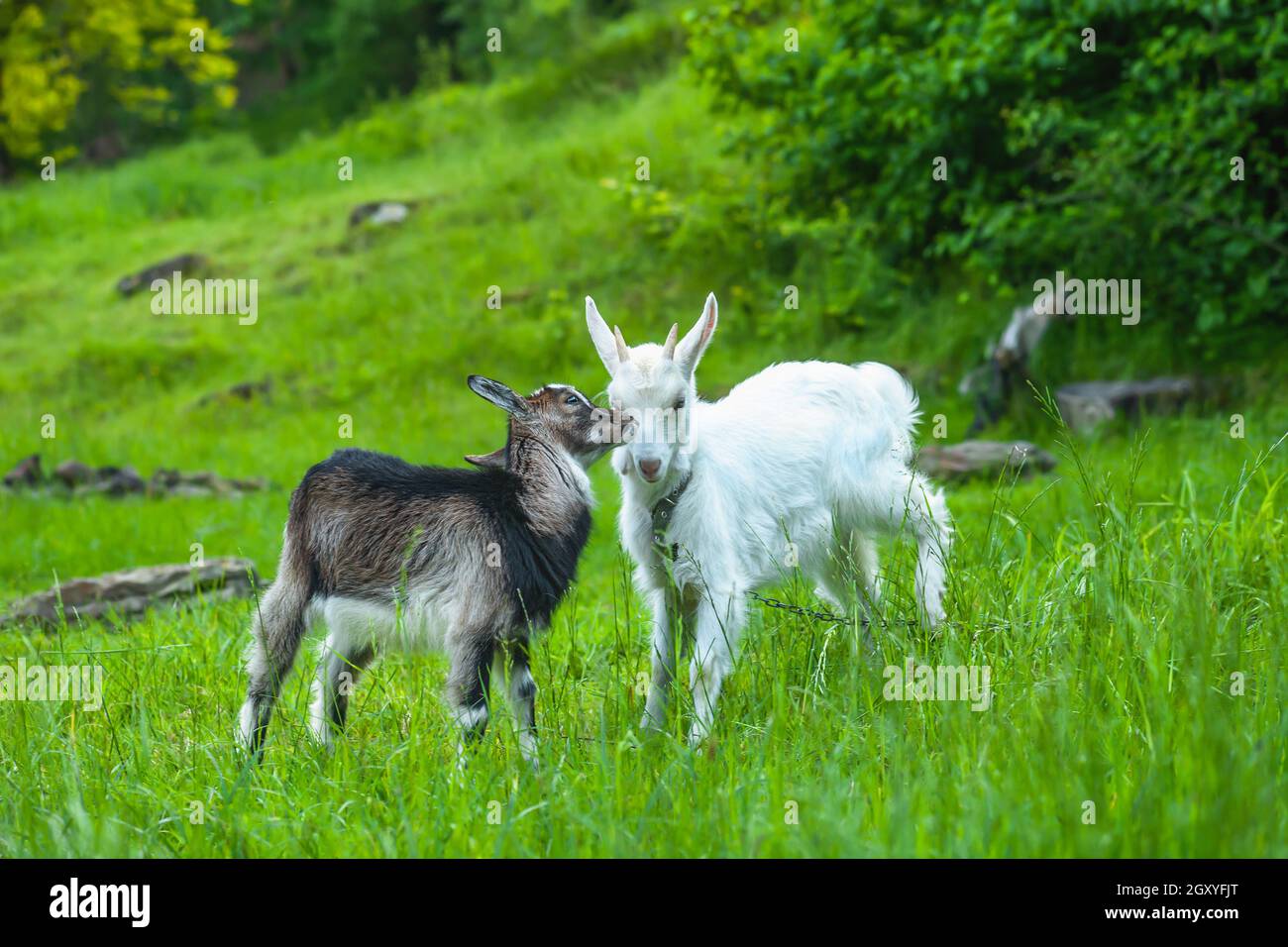 Pair of little goat kids playing in summer pasture. Spring landscape