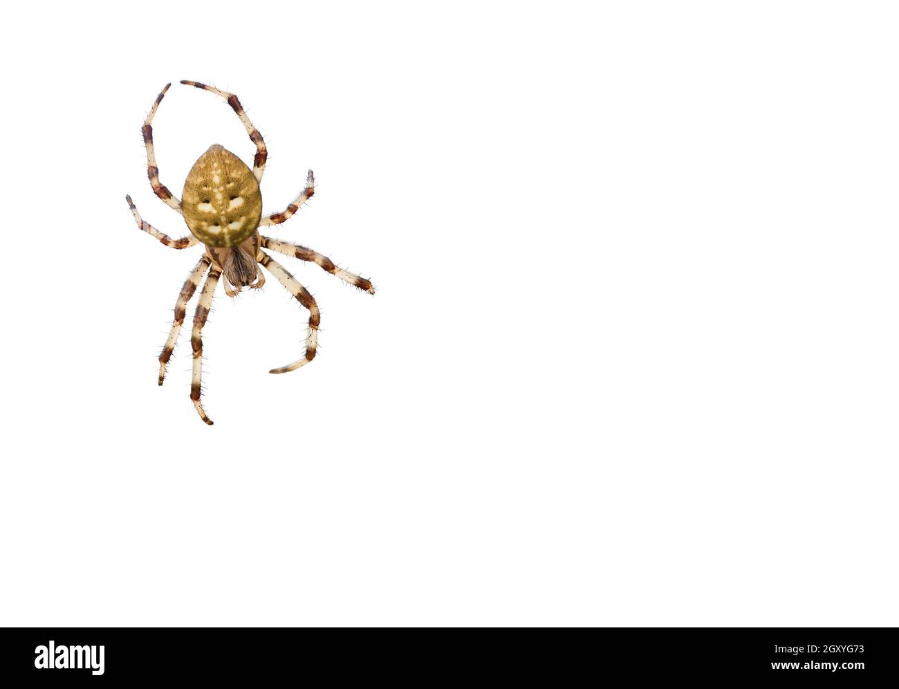 Four spot orb weaver spider isolated on white background. Close up Araneus quadratus garden arachnid cutout top view. Yellow spotted arachnid cut out Stock Photo